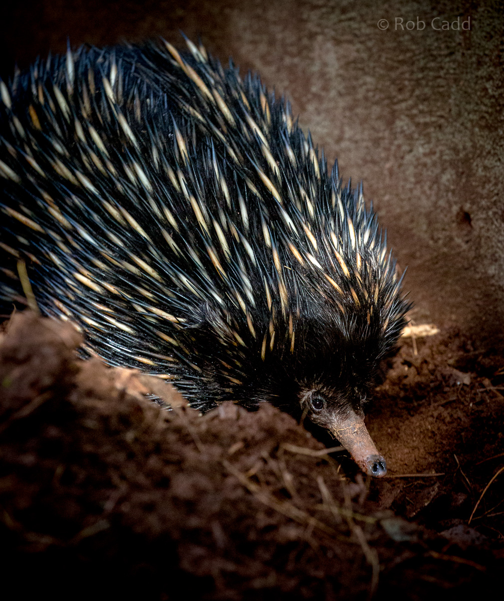 Short-beaked echidna : Paignton : 17 Oct 2016