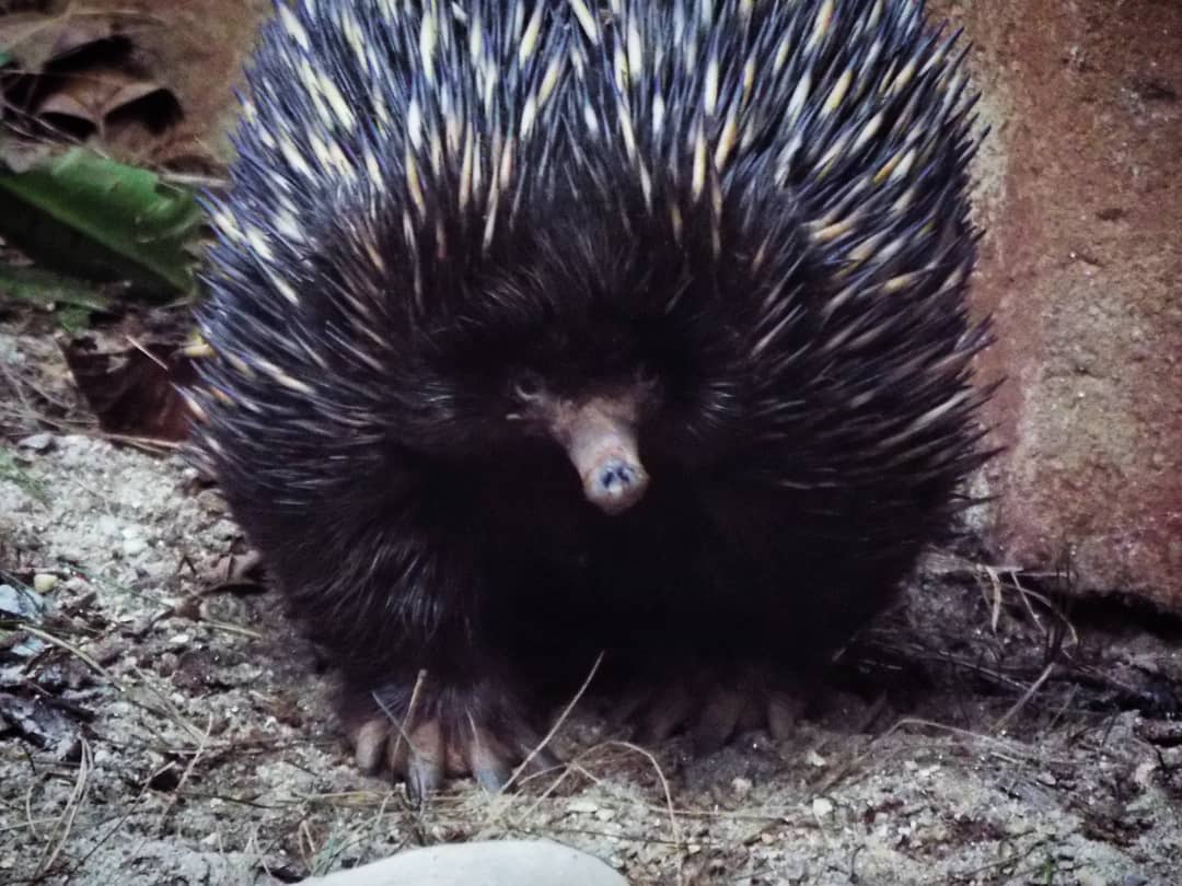 Short-beaked Echidna Paignton Zoo