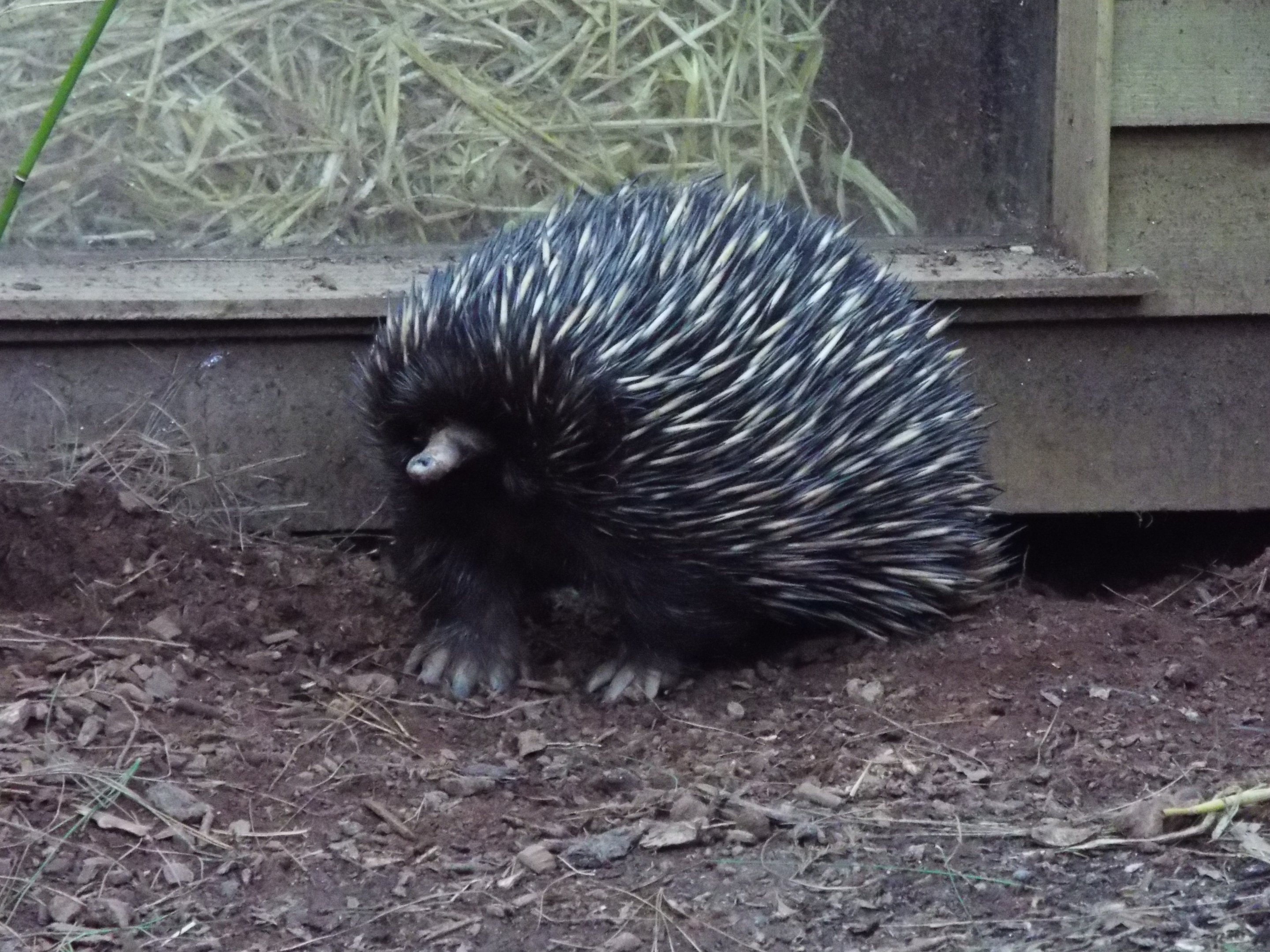 Short-beaked Echidna Paignton Zoo