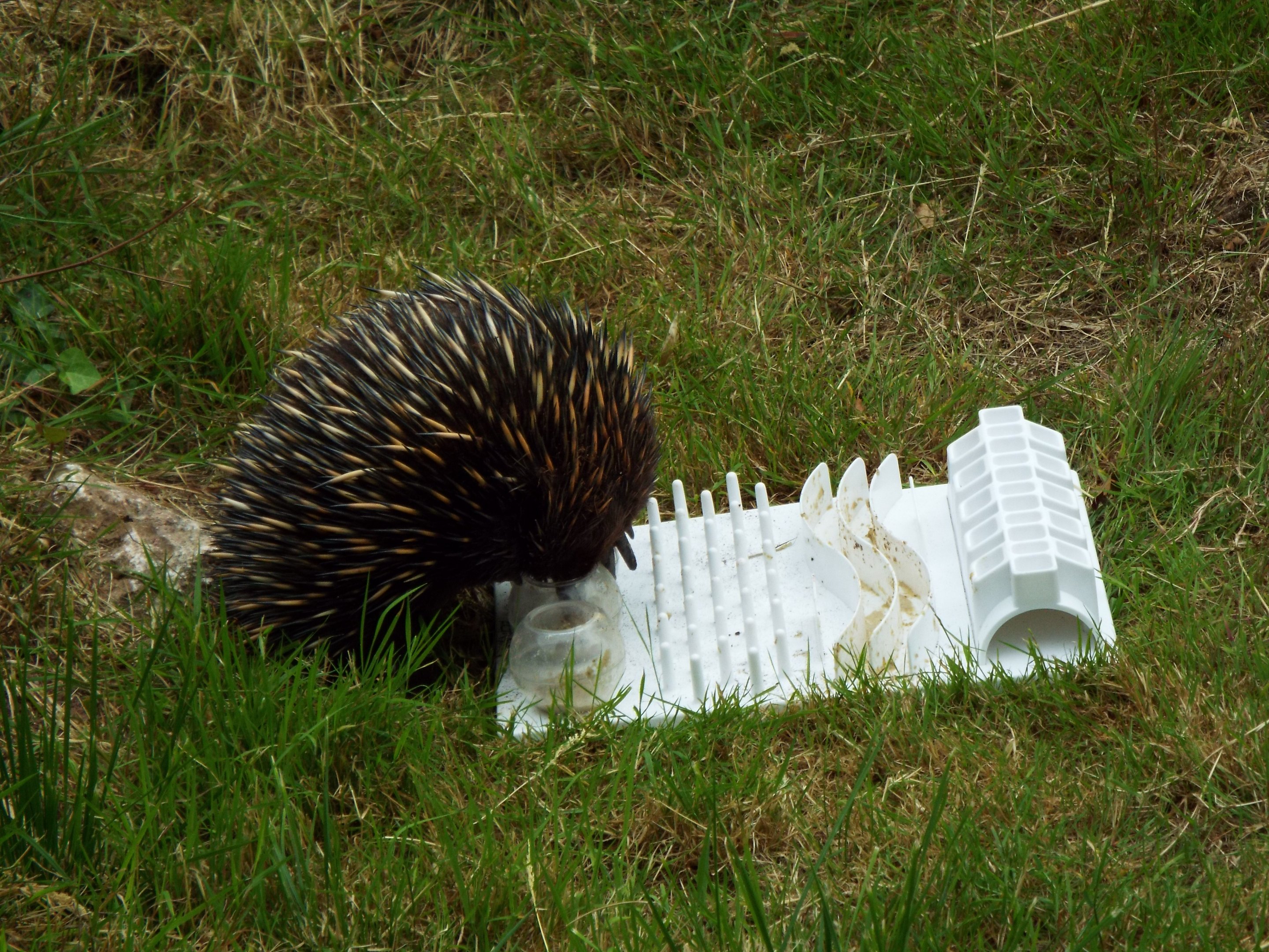 Short-beaked Echidna, Paignton Zoo