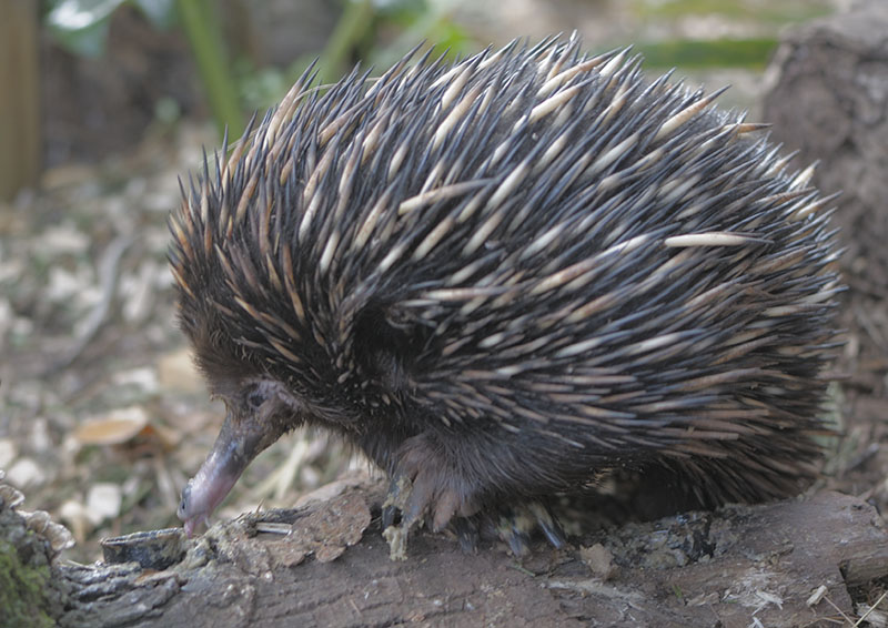 Short-beaked echidna profile