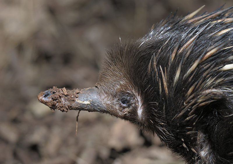 Short-beaked echidna profile