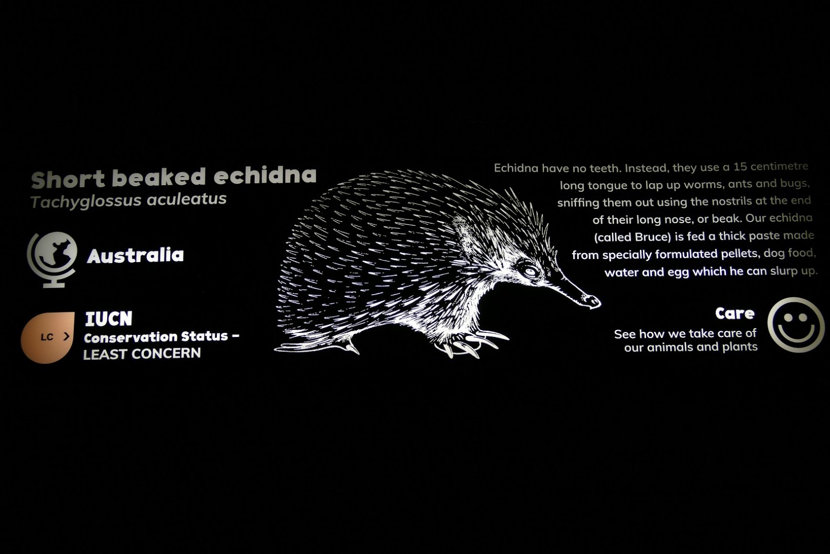 Short-beaked Echidna sign, Nocturnal House, April 2019
