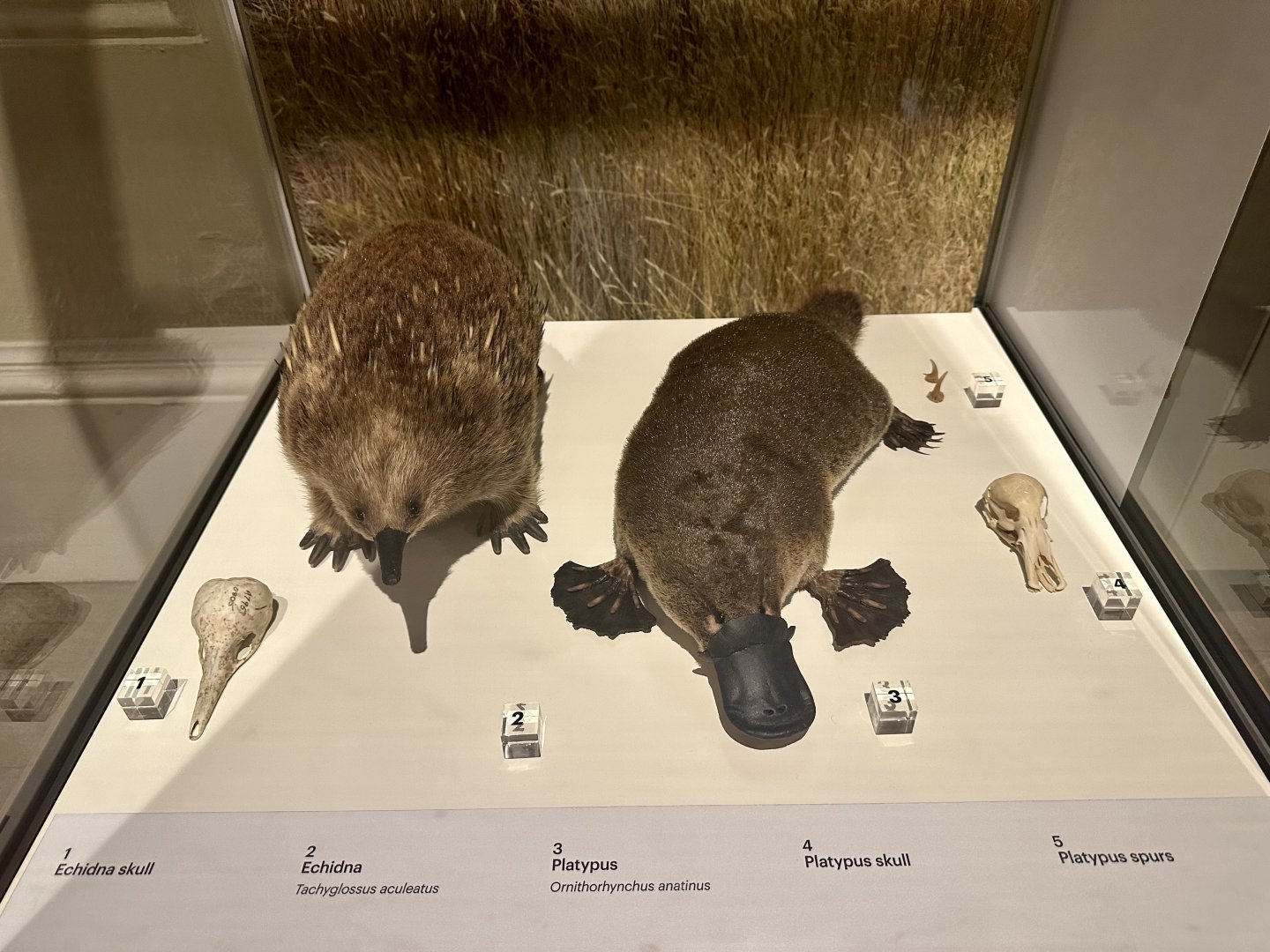 Short-beaked echidna (Tachyglossus aculeatus)/Platypus (Ornithorhynchus anatinus)