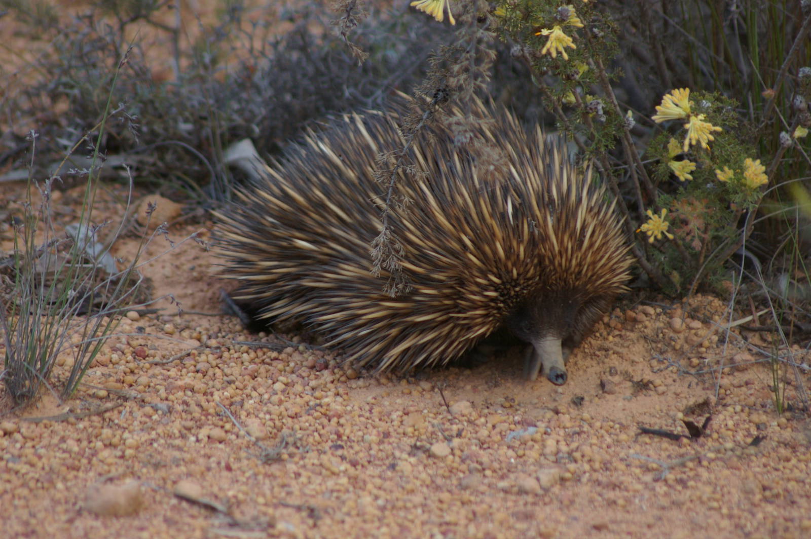 Short-beaked echidna (Tachyglossus aculeatus)