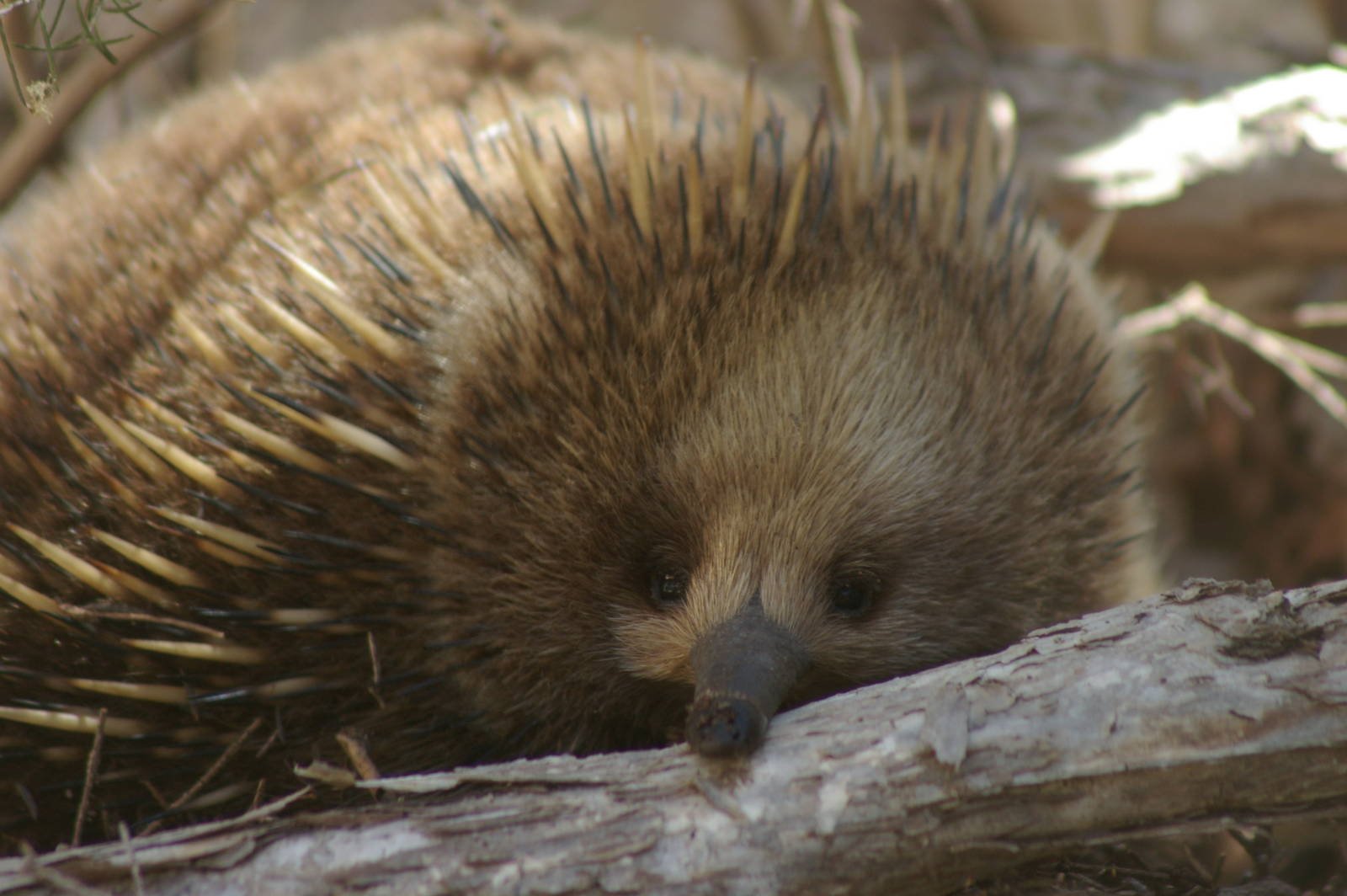short-beaked echidna (Tachyglossus aculeatus)