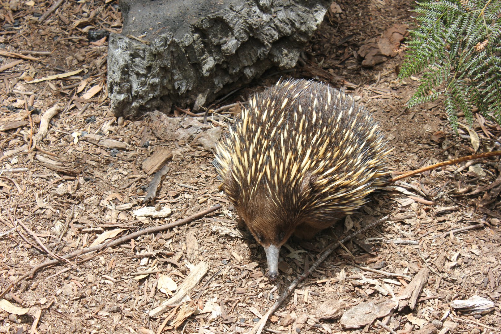 Short-beaked Echidna (Tachyglossus aculeatus)