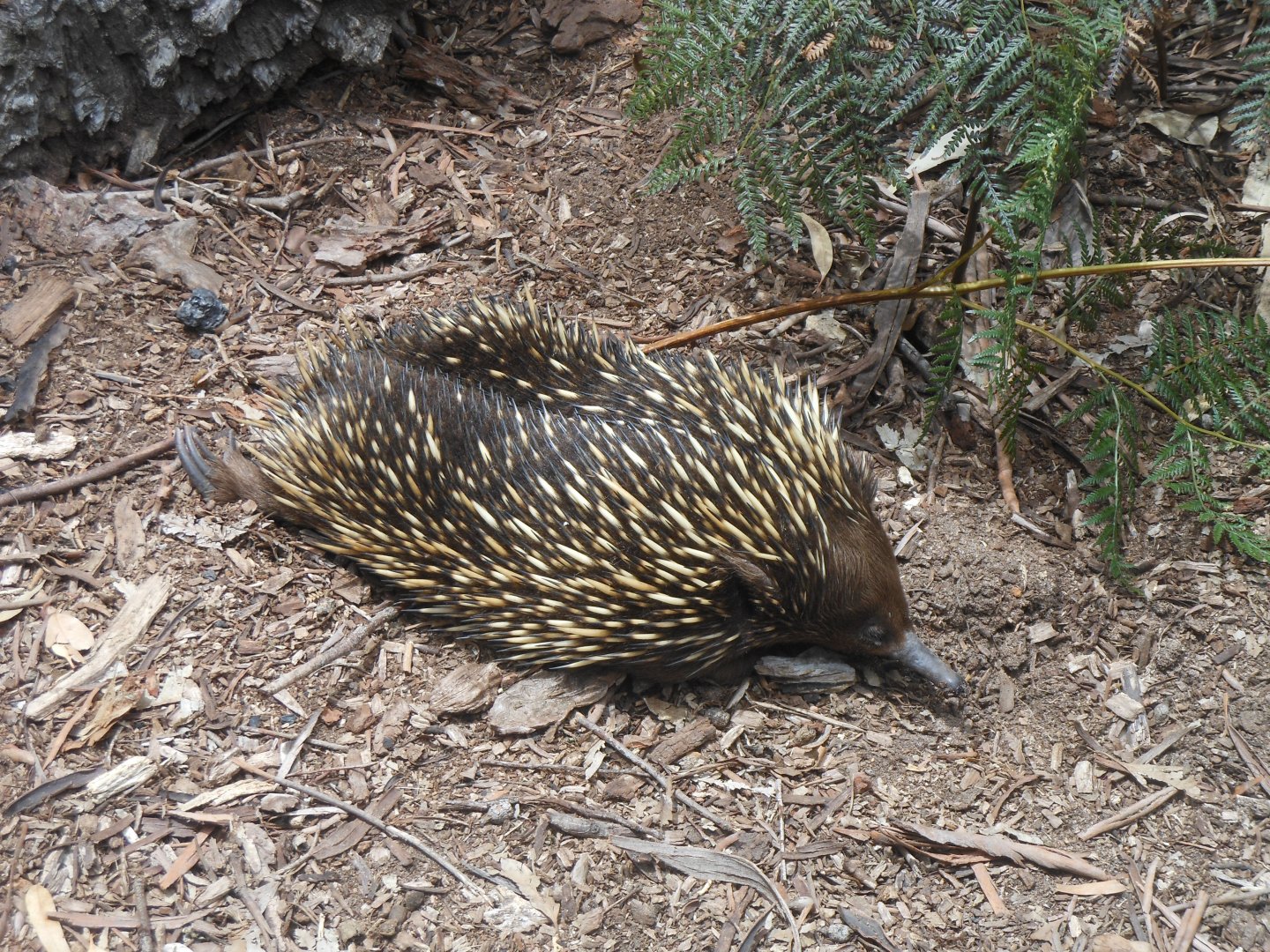Short-beaked Echidna (Tachyglossus aculeatus)