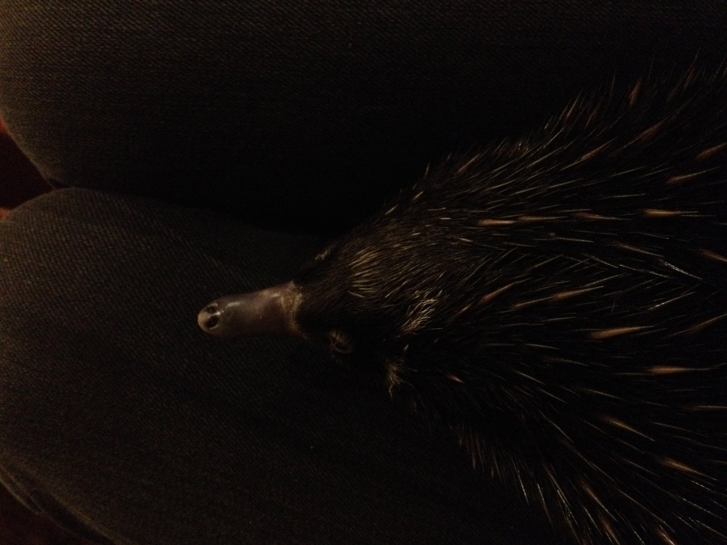 Short-beaked Echidna (Tachyglossus aculeatus)