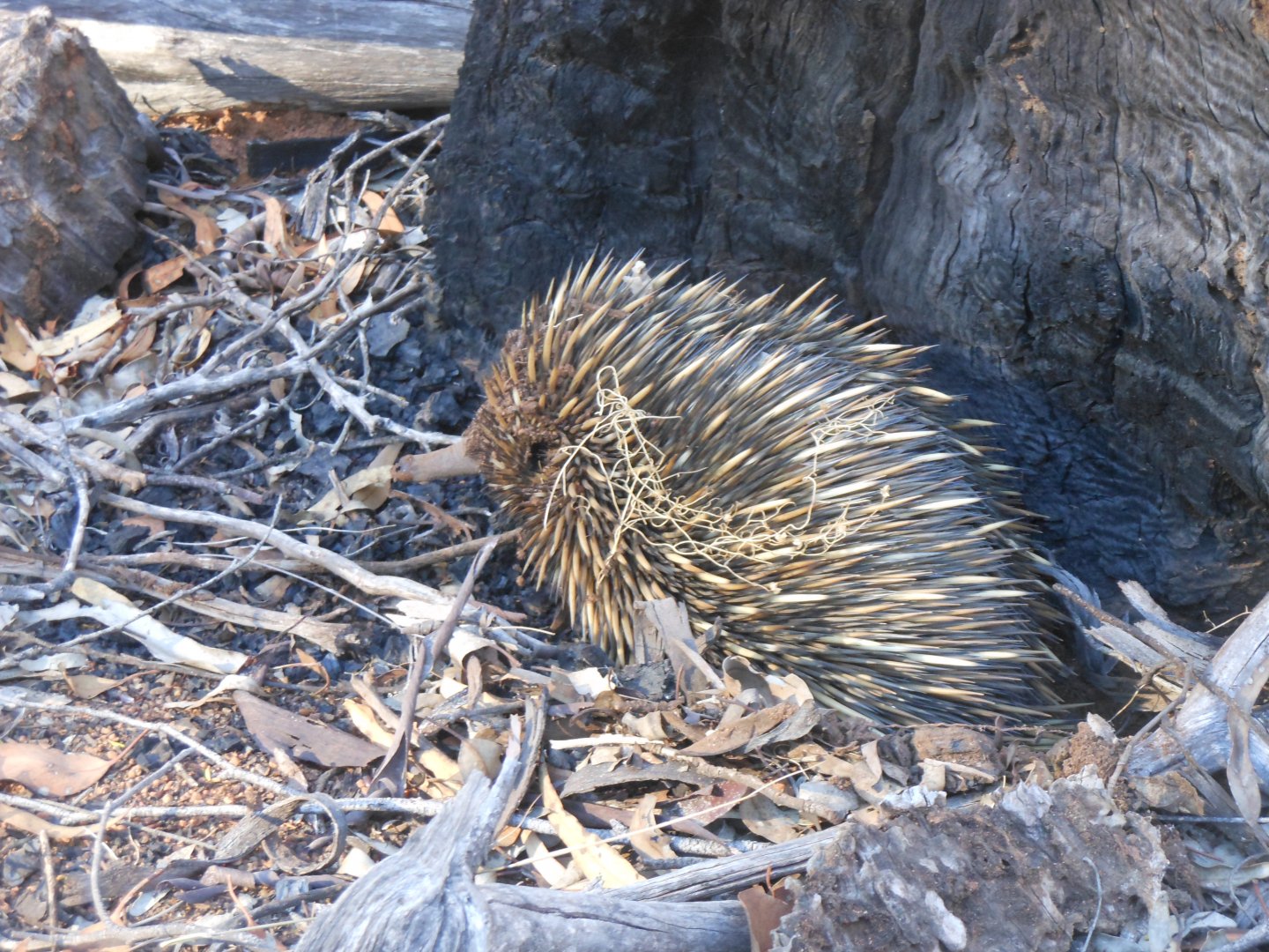 Short-beaked Echidna (Tachyglossus aculeatus)