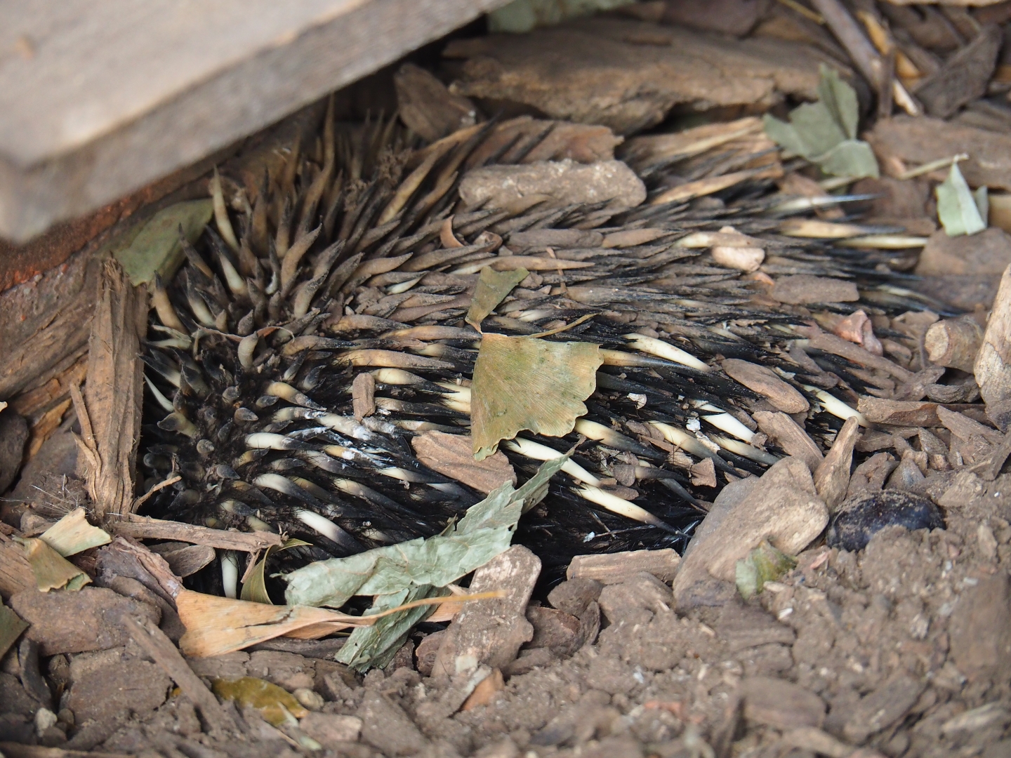 Short-beaked echidna (Tachyglossus aculeatus)