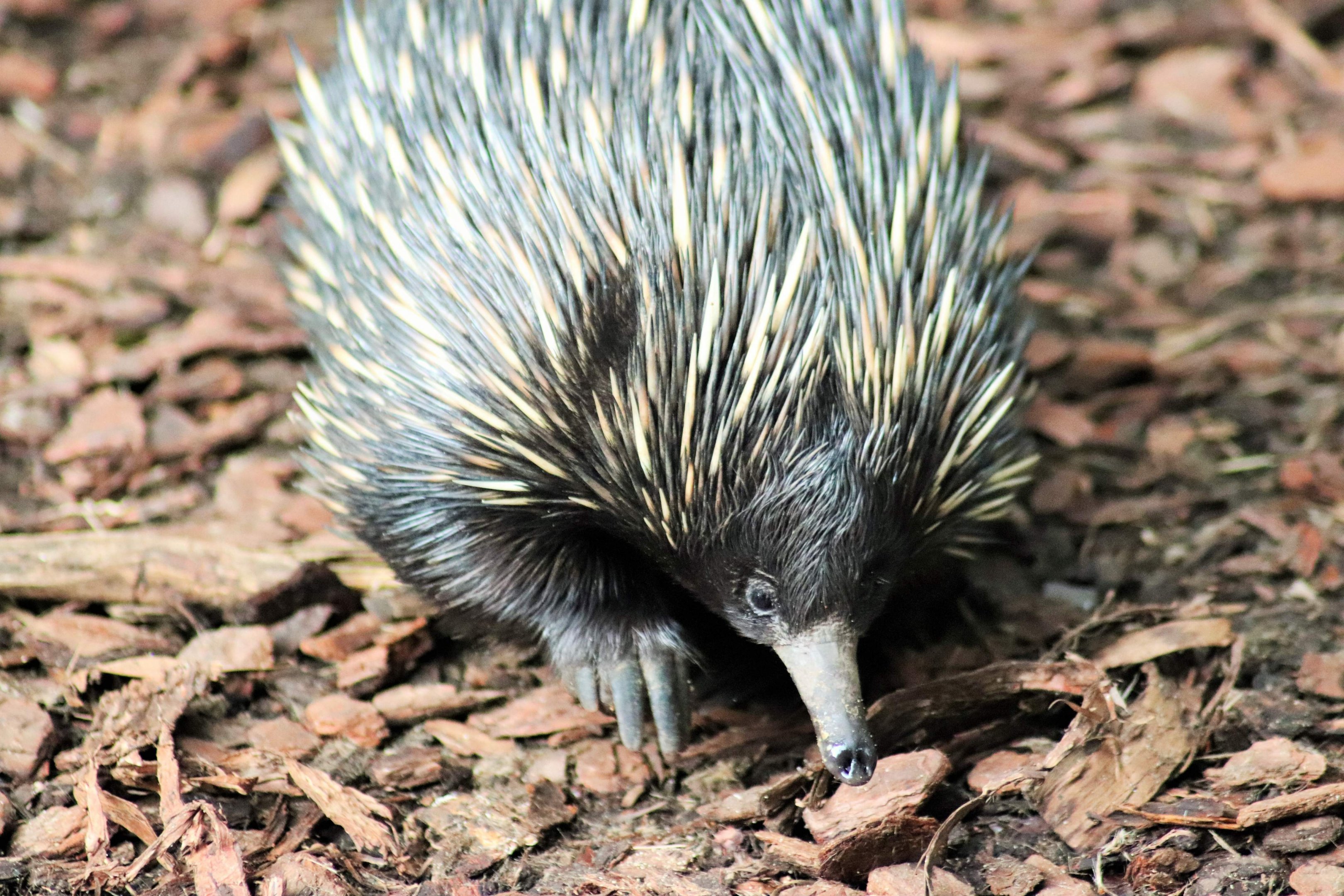 Short-beaked Echidna (Tachyglossus aculeatus)