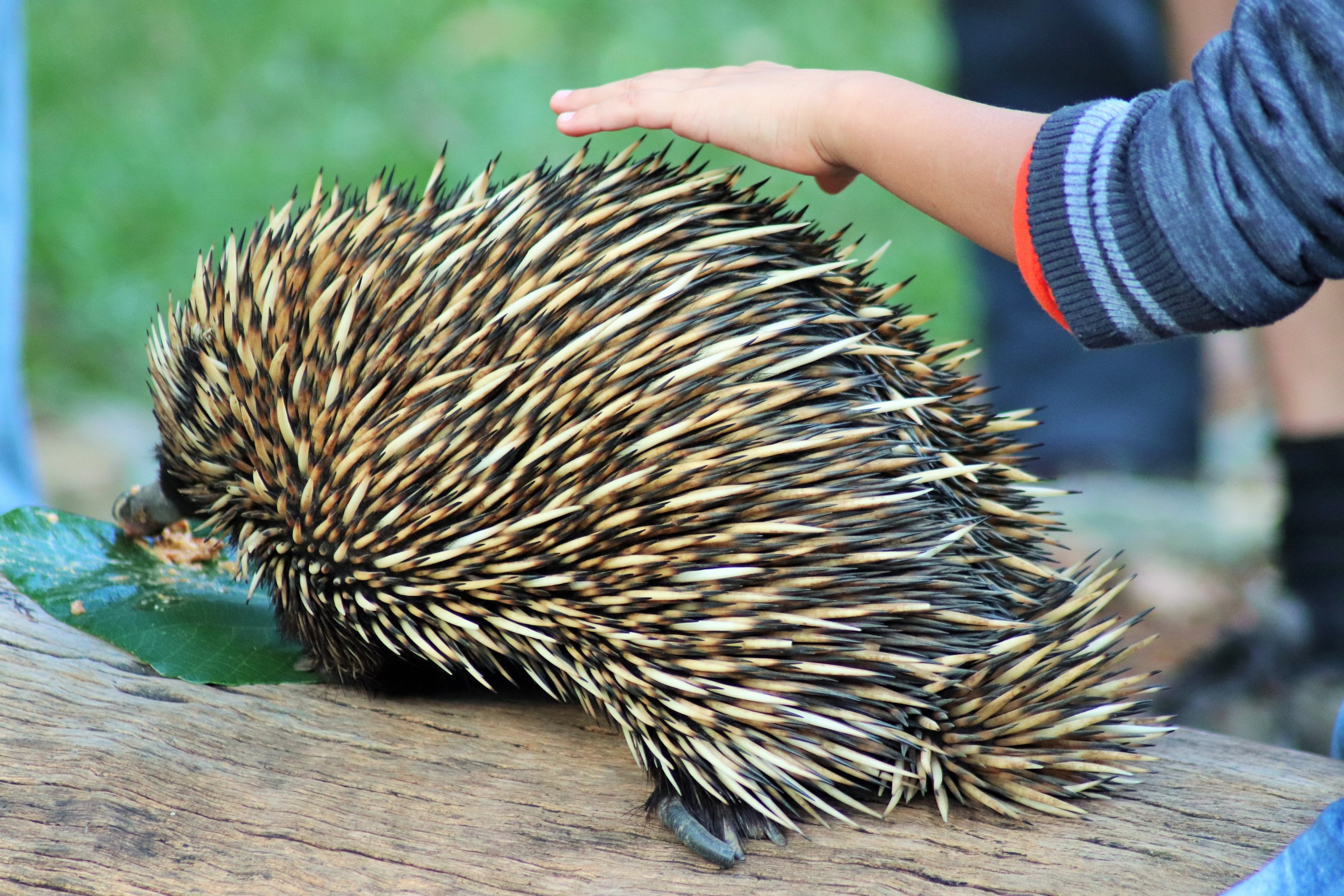 Short-beaked Echidna (Tachyglossus aculeatus)