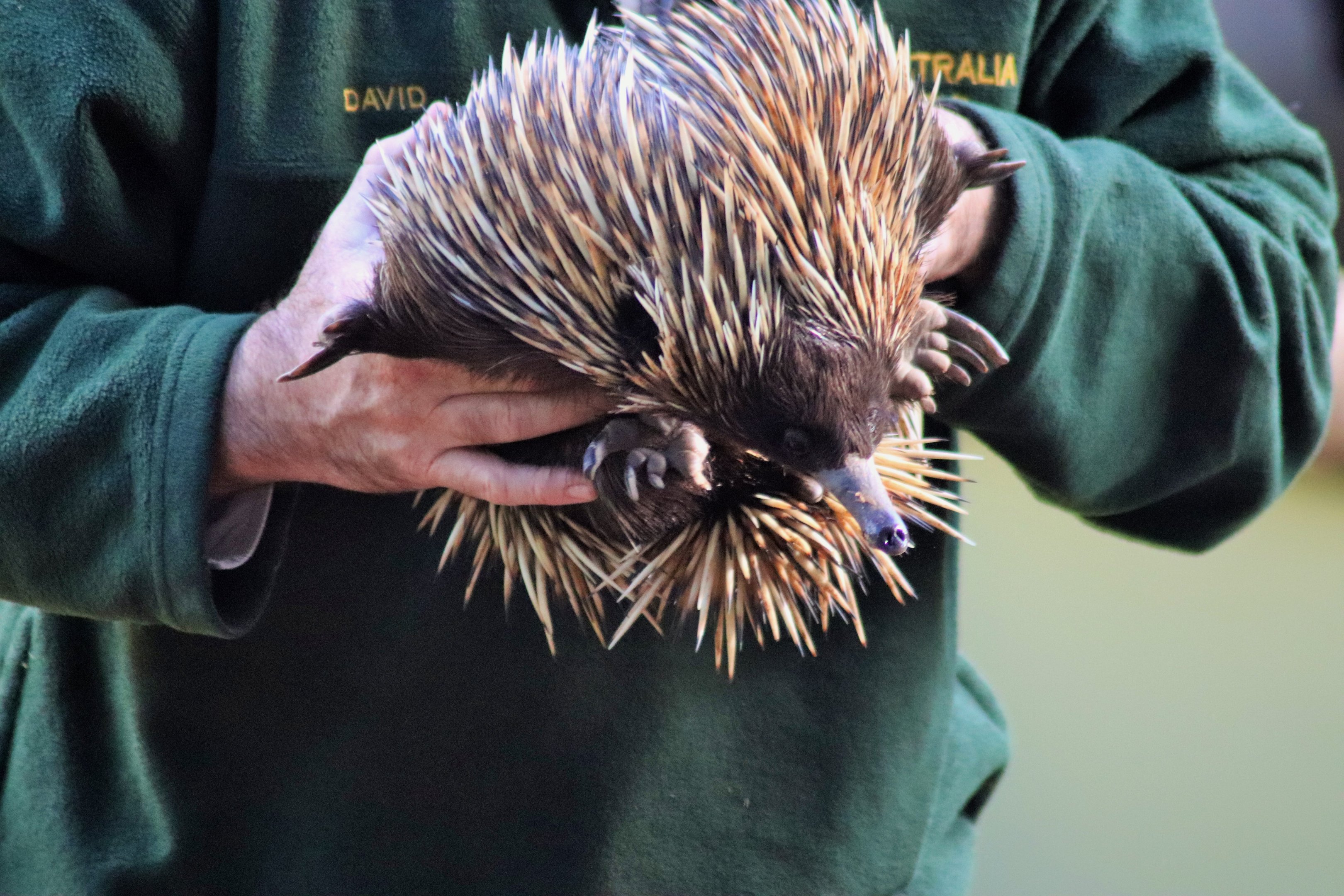 Short-beaked Echidna (Tachyglossus aculeatus)
