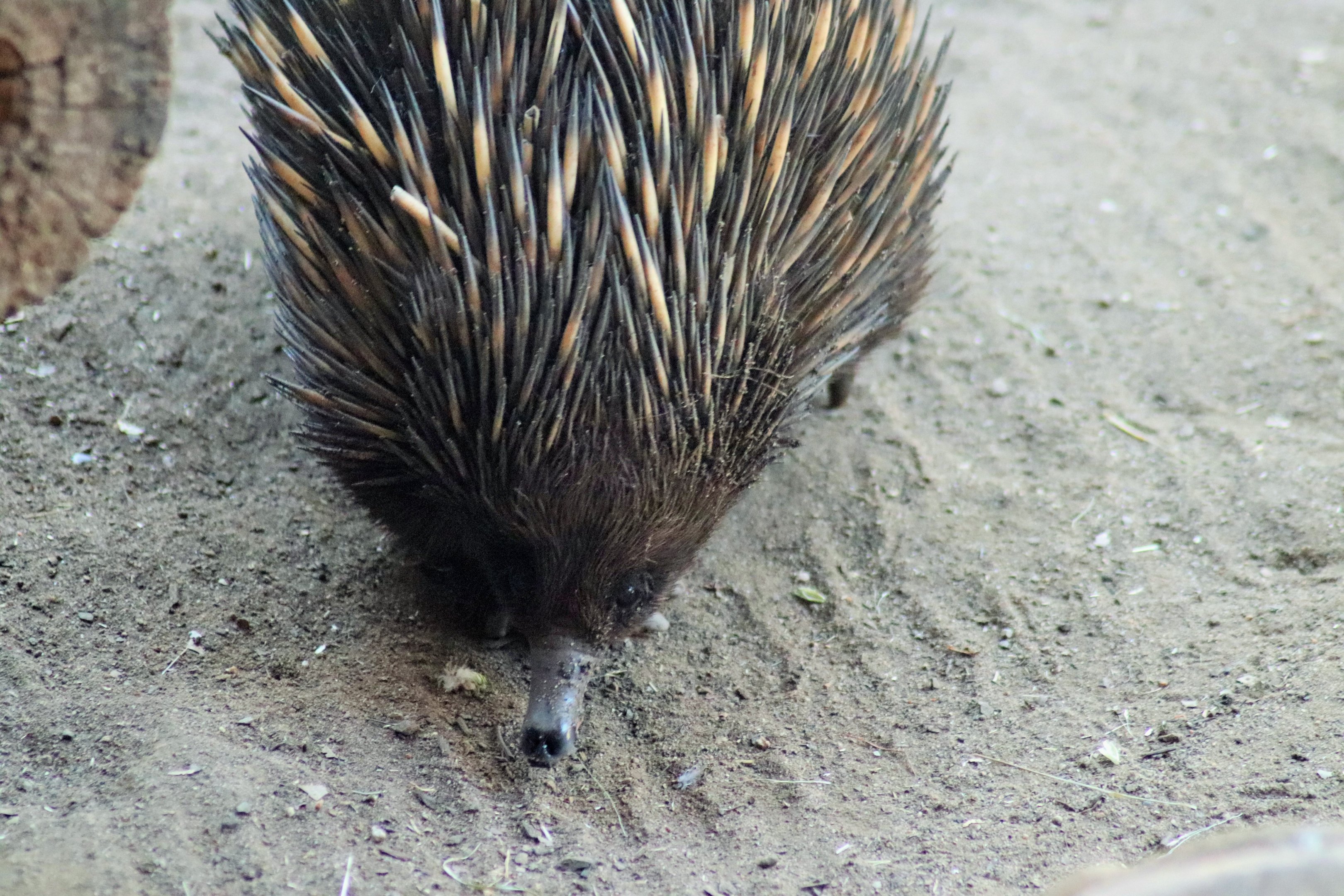 Short-beaked Echidna (Tachyglossus aculeatus)