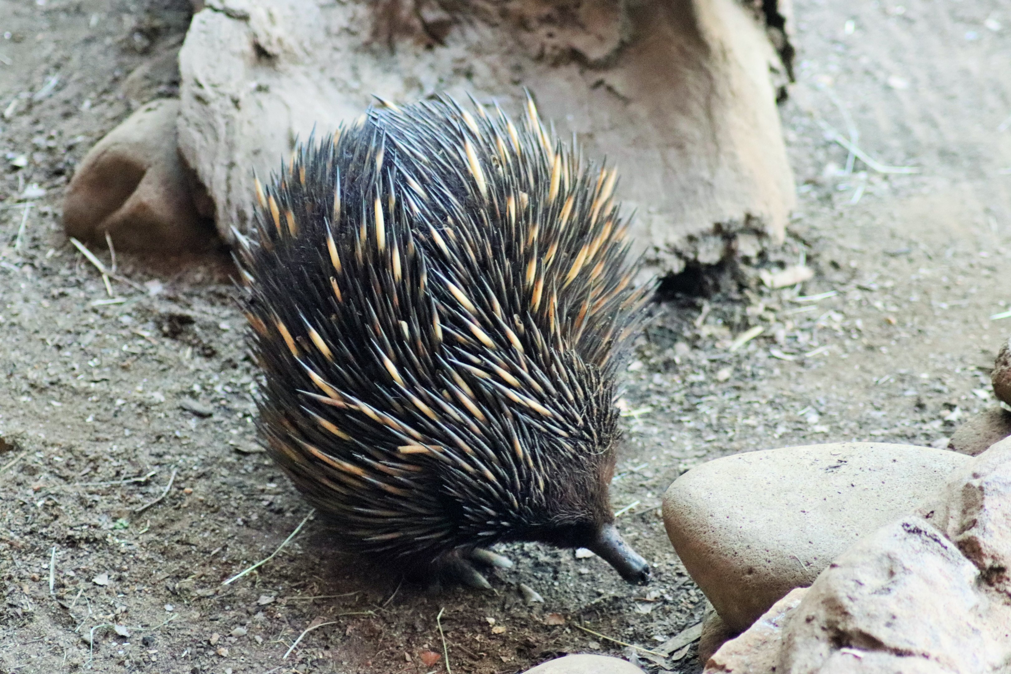 Short-beaked Echidna (Tachyglossus aculeatus)