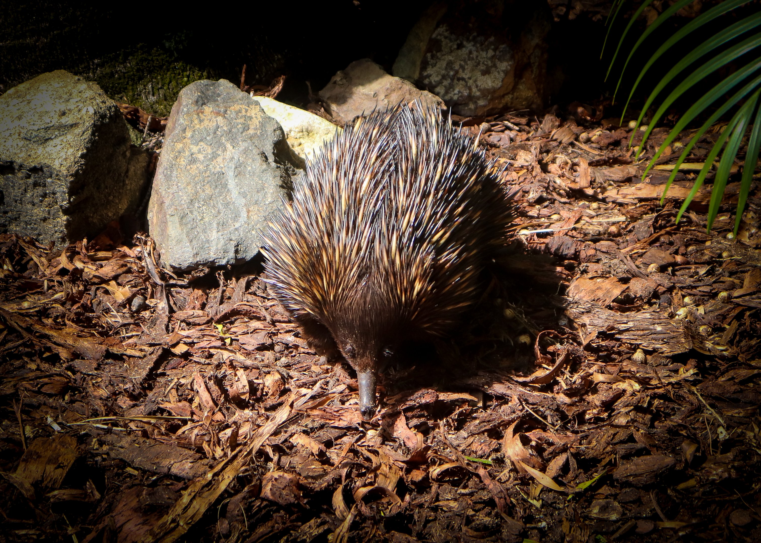 Short-beaked Echidna (Tachyglossus aculeatus)