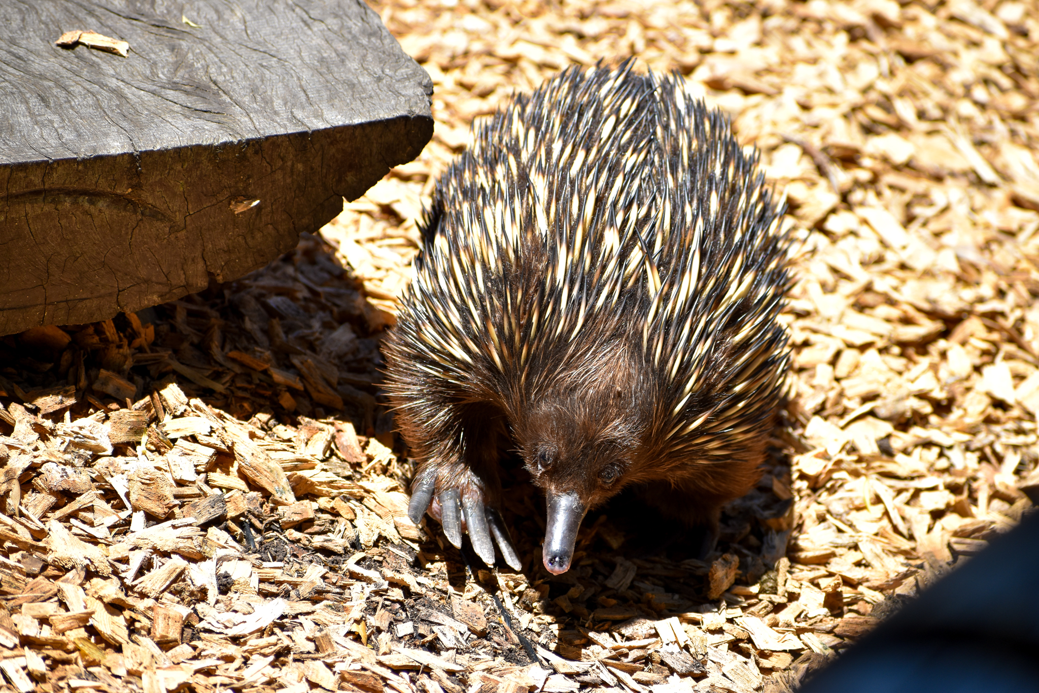 Short-beaked Echidna (Tachyglossus aculeatus)