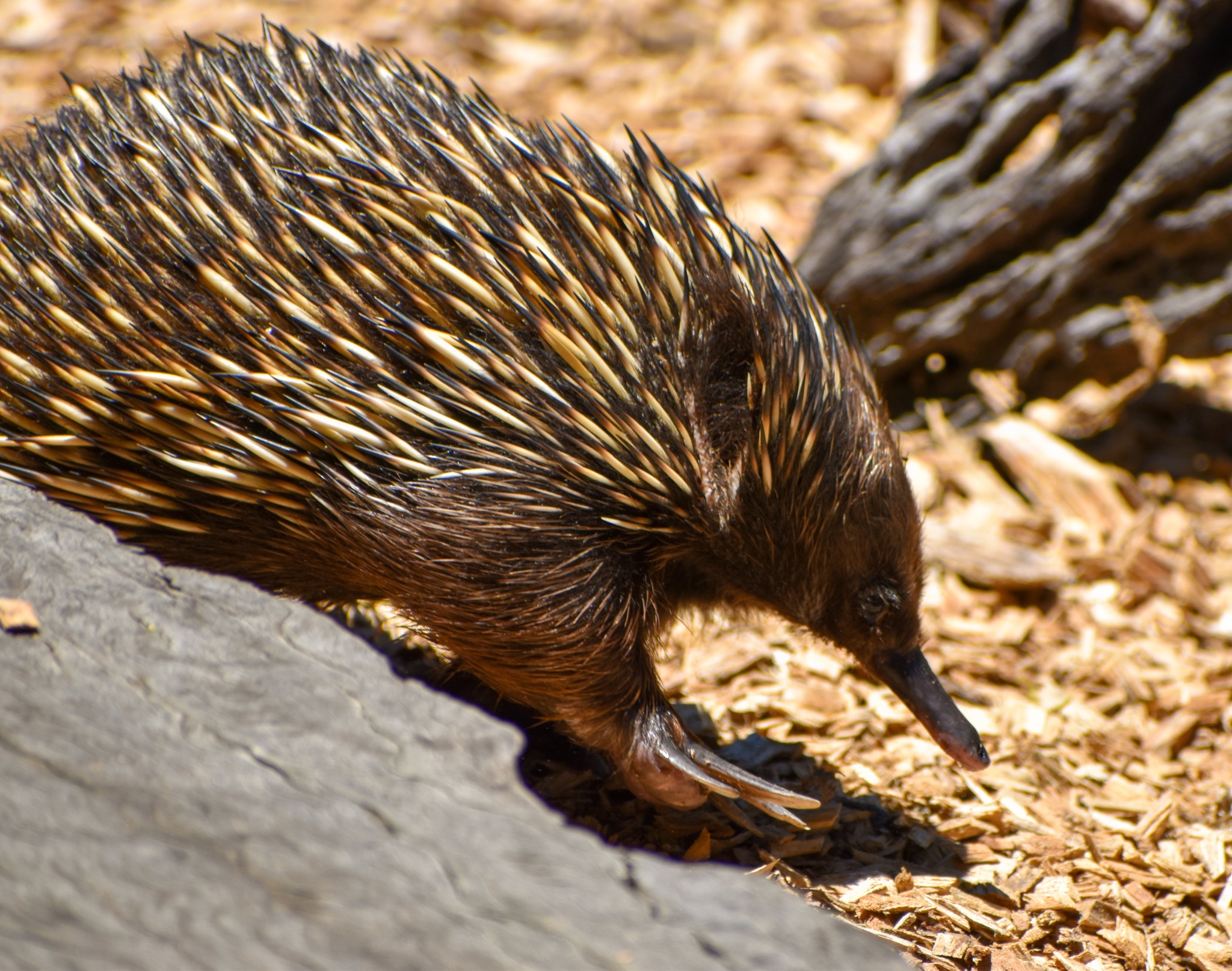Short-beaked Echidna (Tachyglossus aculeatus)