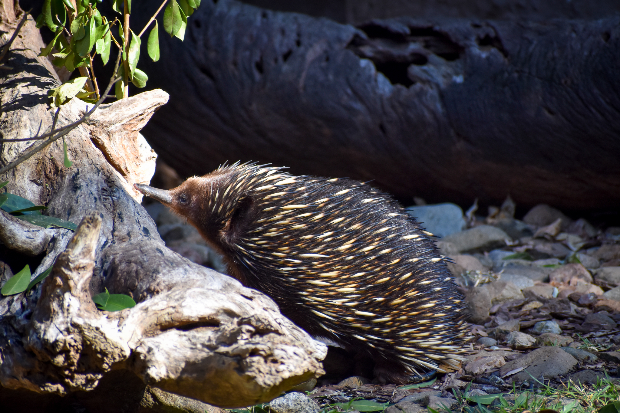 Short-beaked Echidna (Tachyglossus aculeatus)