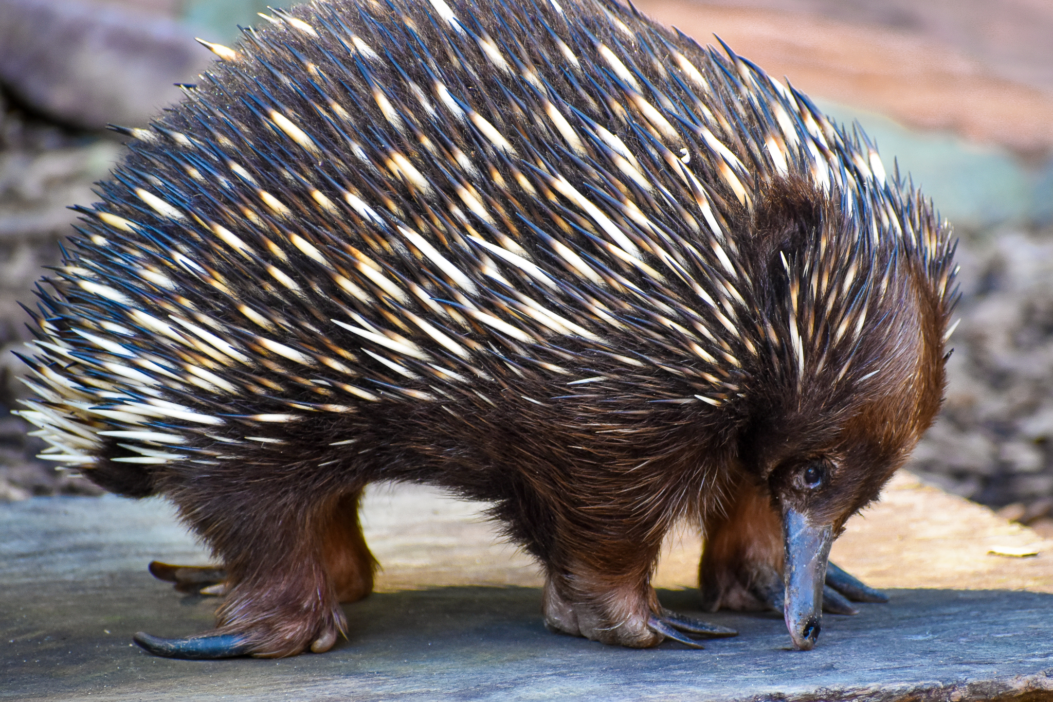 Short-beaked Echidna (Tachyglossus aculeatus)