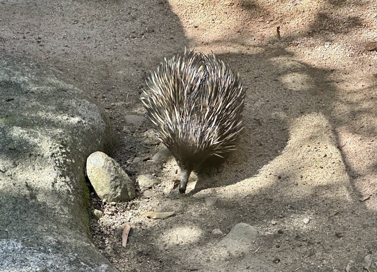 Short-beaked echidna (Tachyglossus aculeatus)