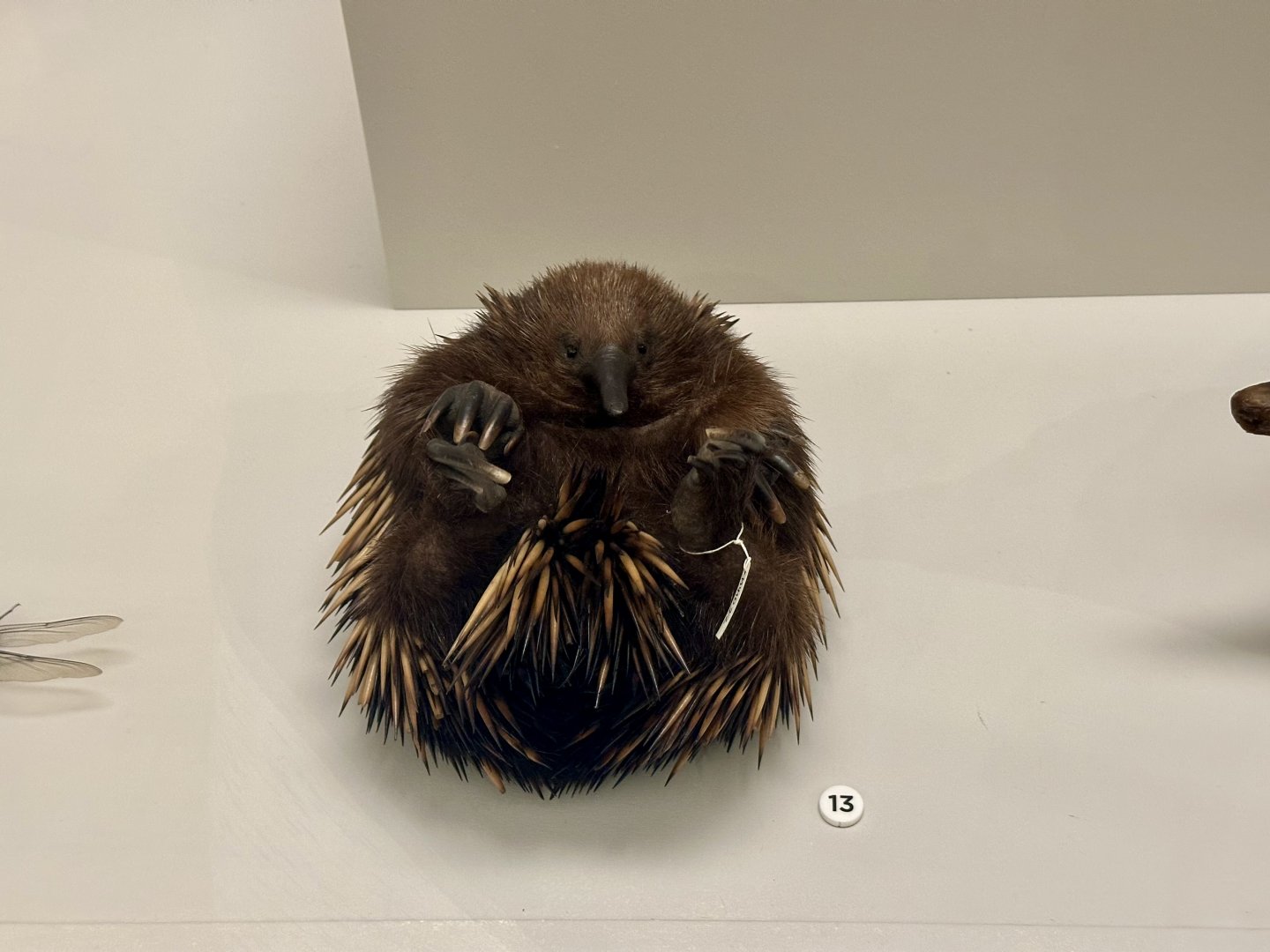 Short-beaked echidna (Tachyglossus aculeatus)