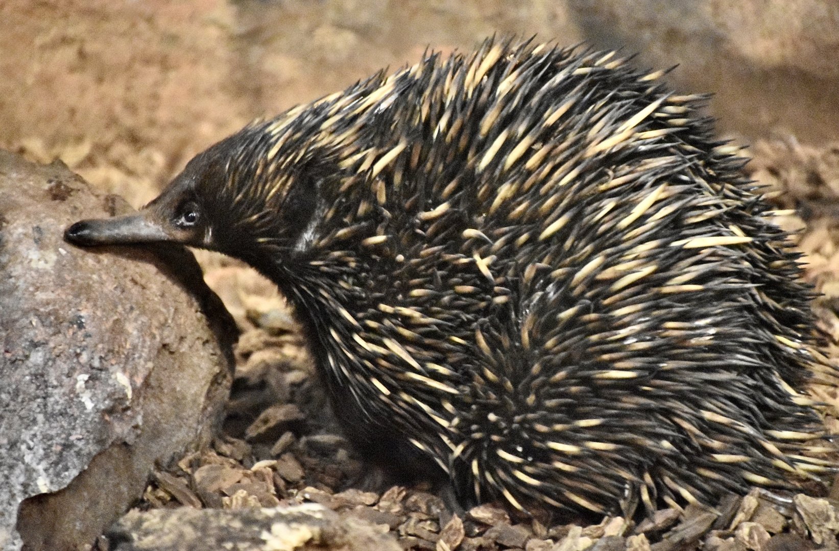 Short-Beaked Echidna (Tachyglossus aculeatus)
