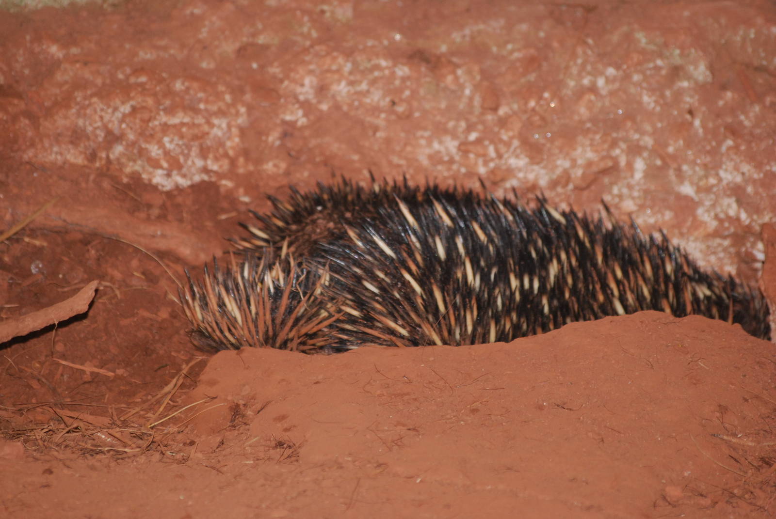 Short-beaked echidna