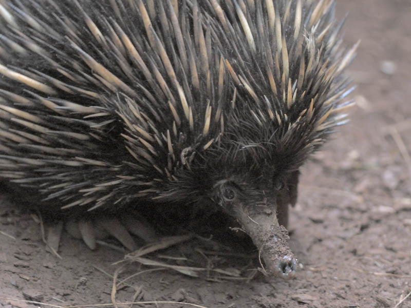 Short-beaked echidna