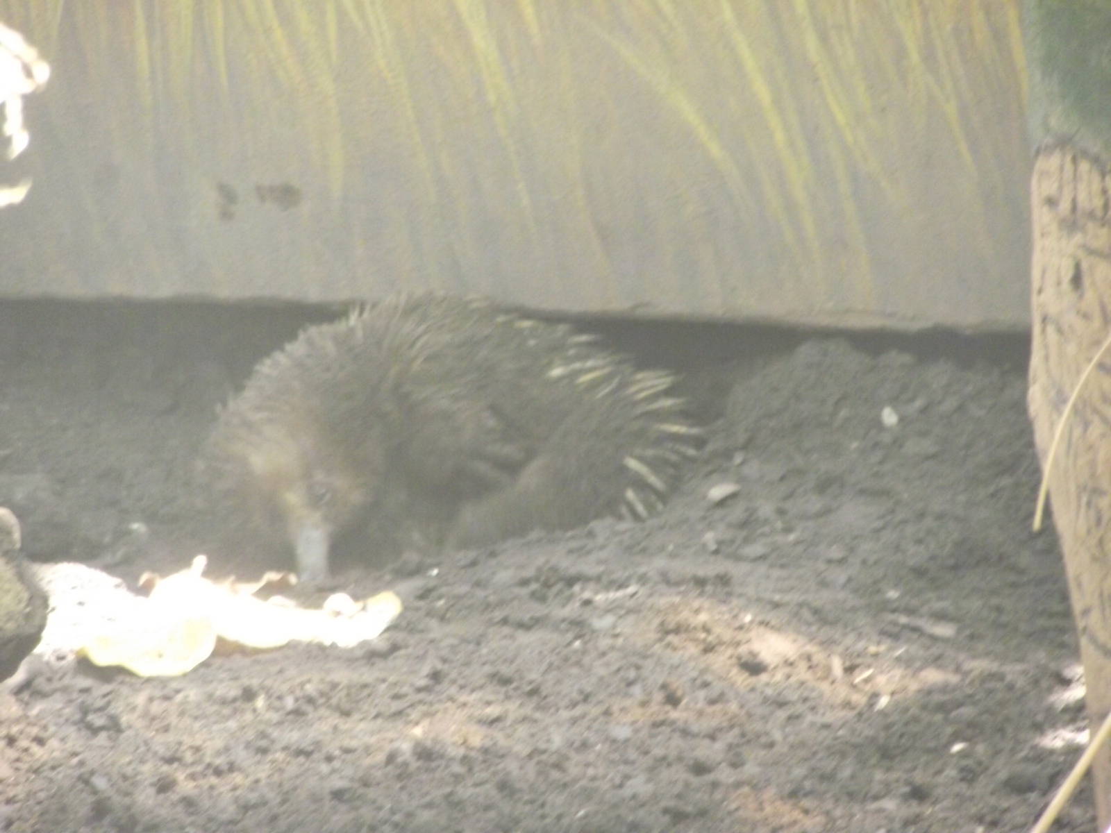 Short Beaked Echidna