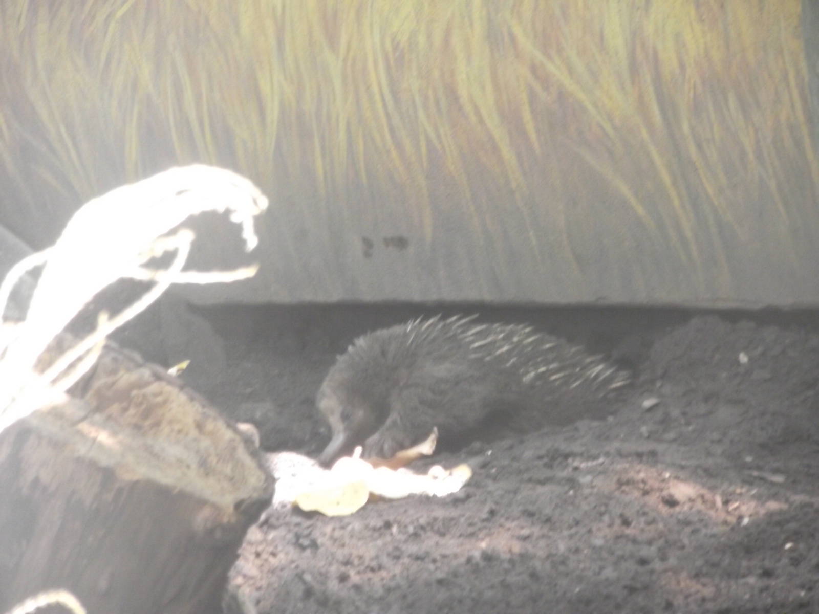 Short Beaked Echidna