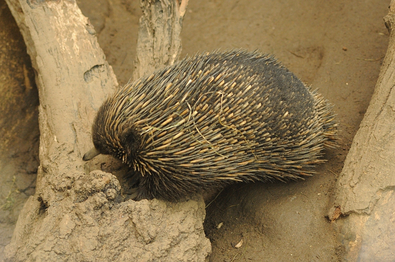 Short-beaked Echidna