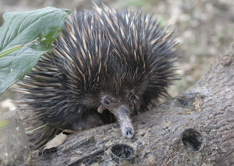 Short-beaked echidna