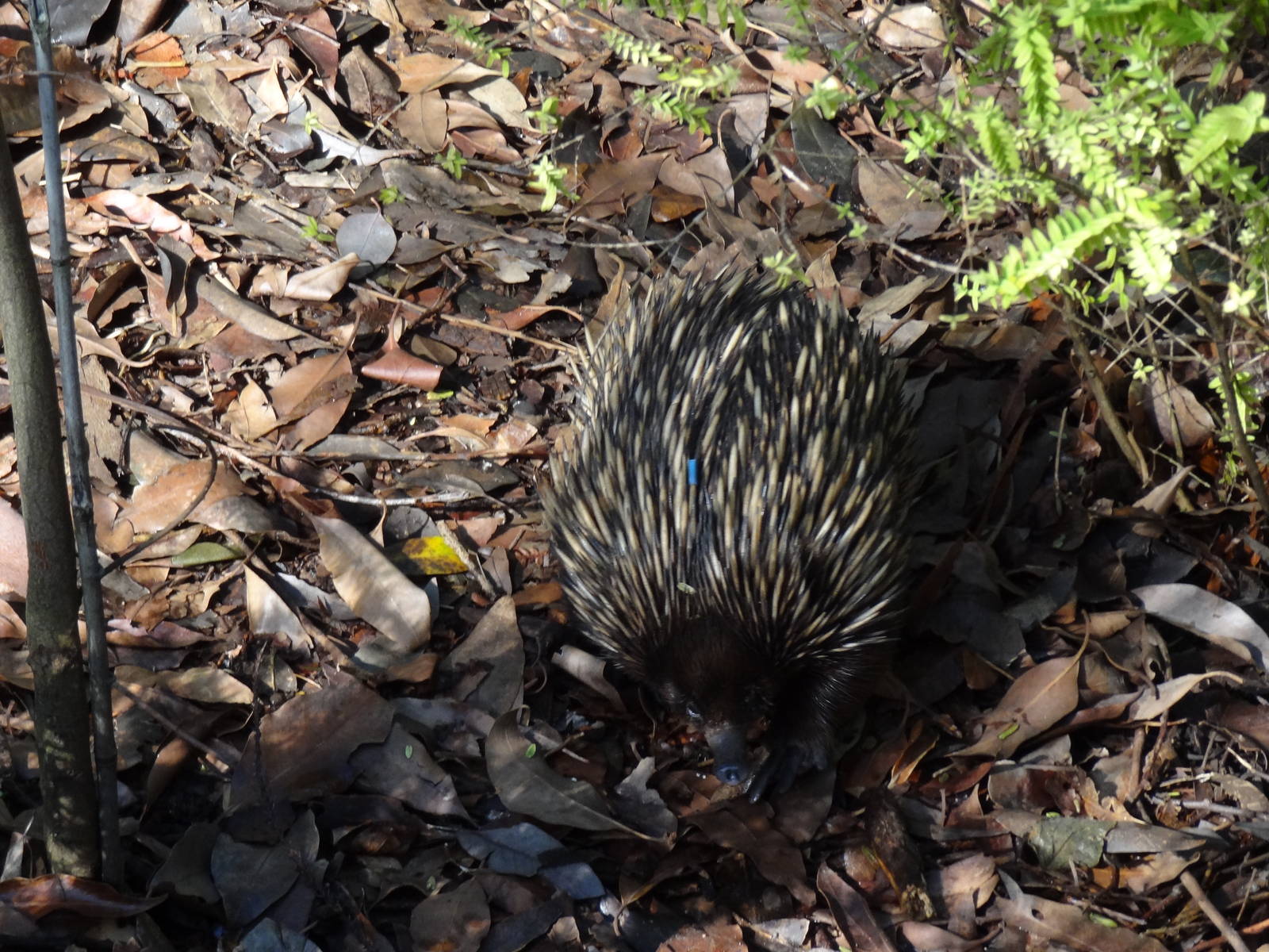 Short-beaked Echidna