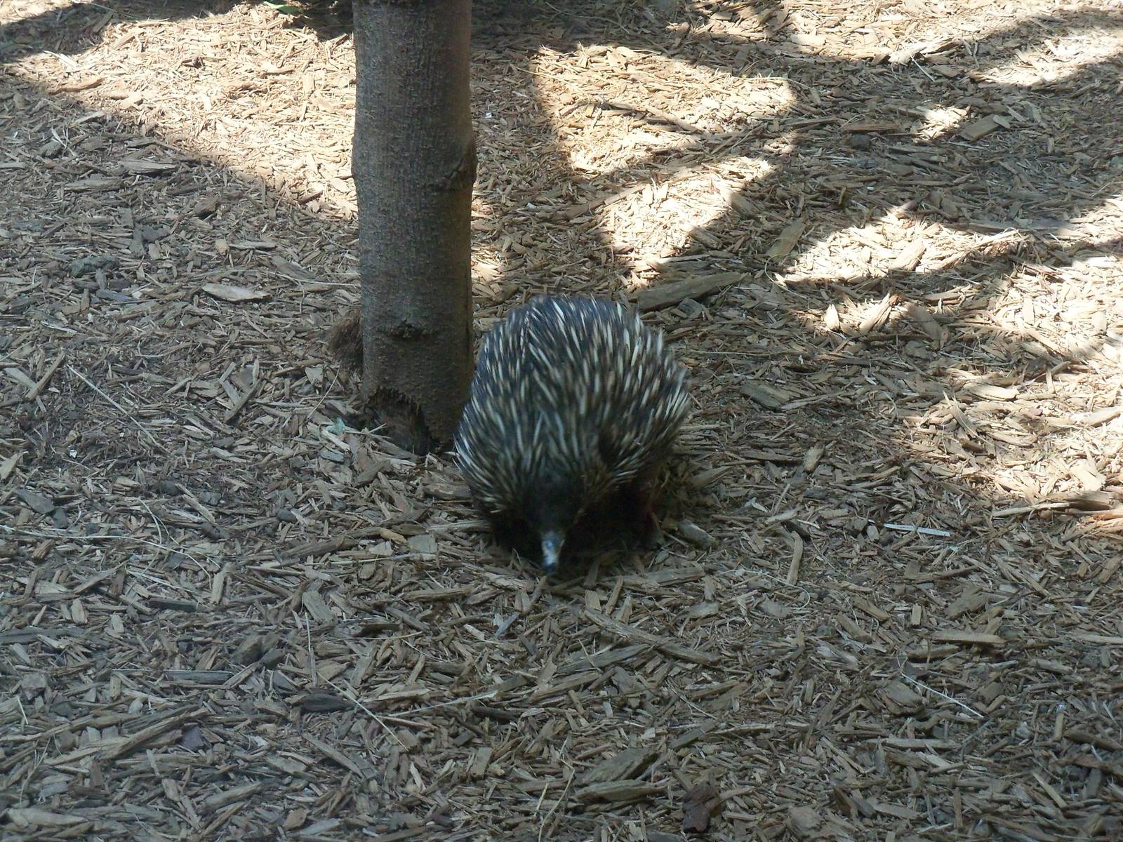 Short-Beaked Echidna