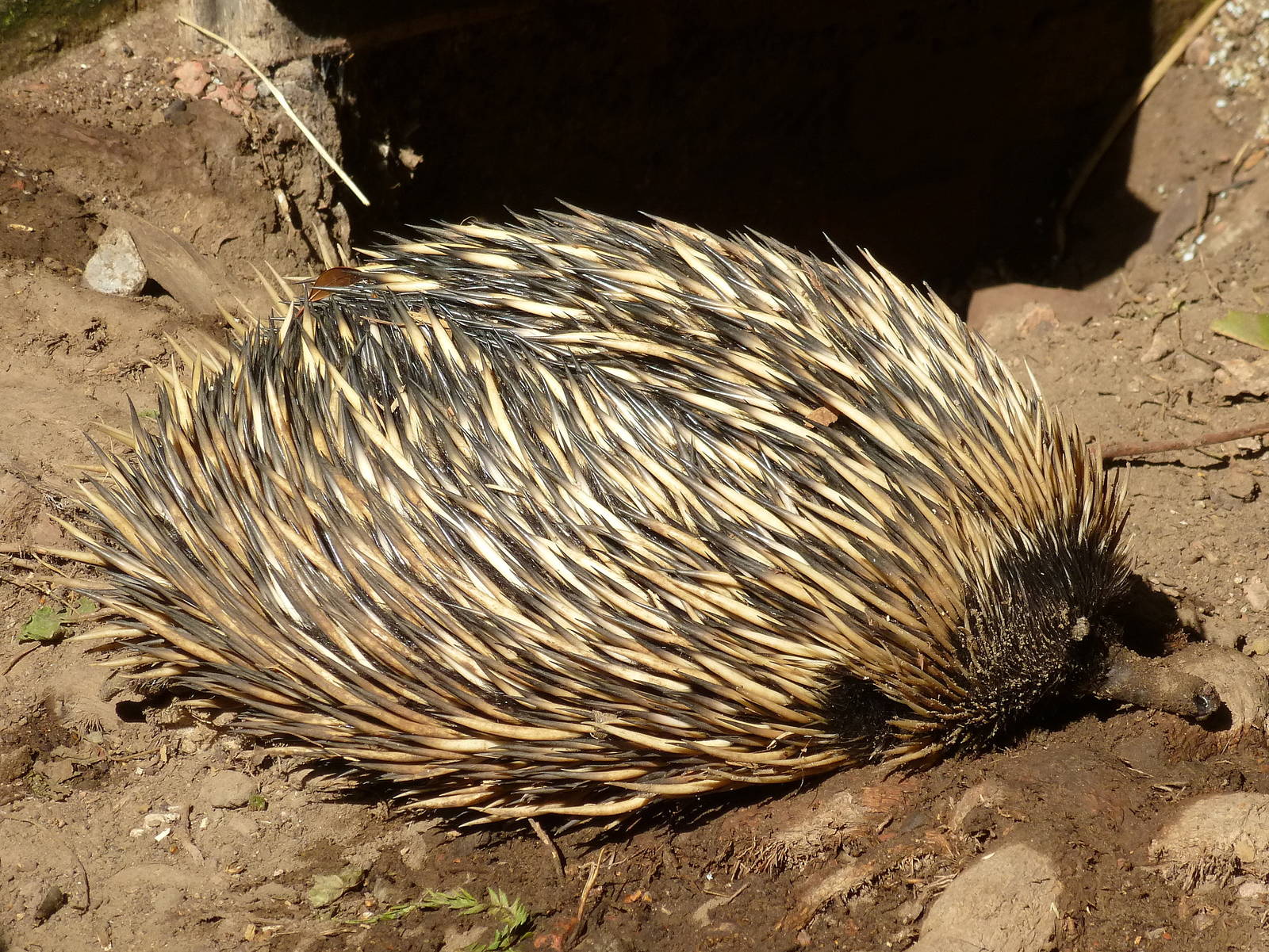 short-beaked echidna