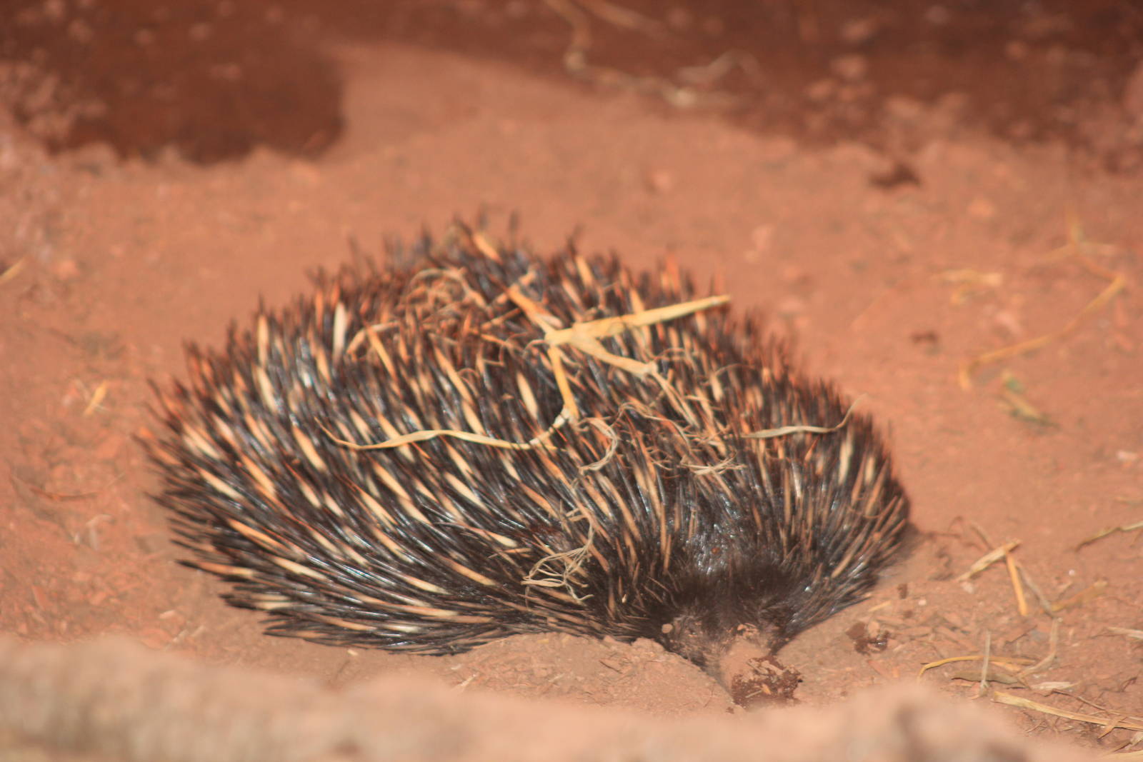 Short-beaked echidna