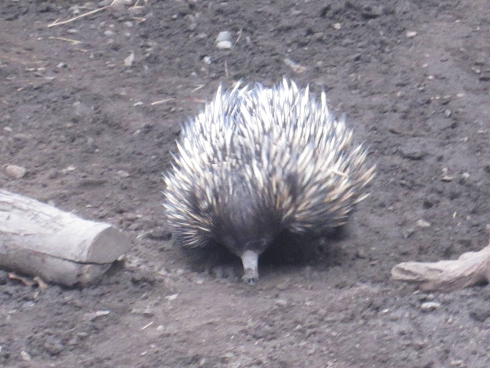 Short Beaked Echidna