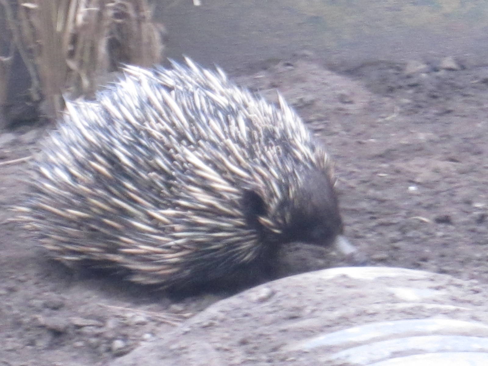 Short Beaked Echidna