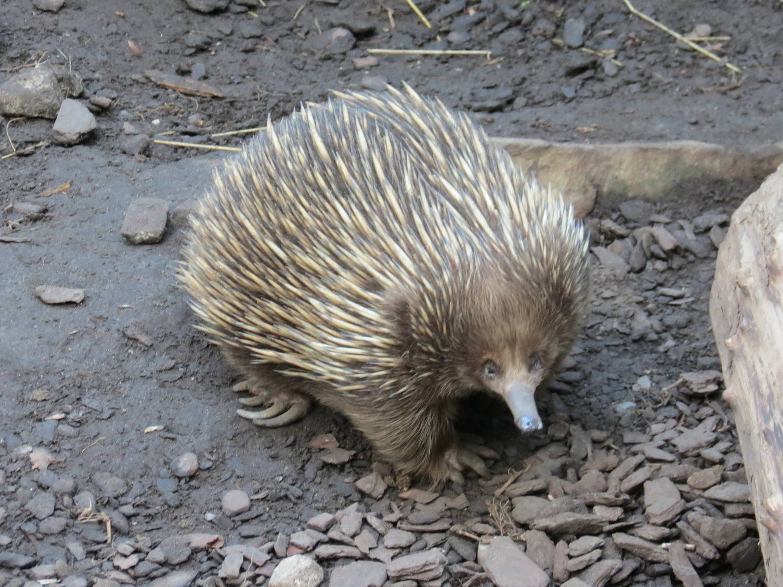 Short-beaked Echidna