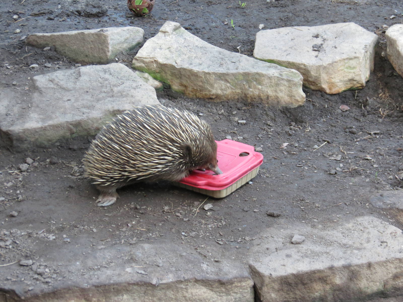 Short-beaked Echidna
