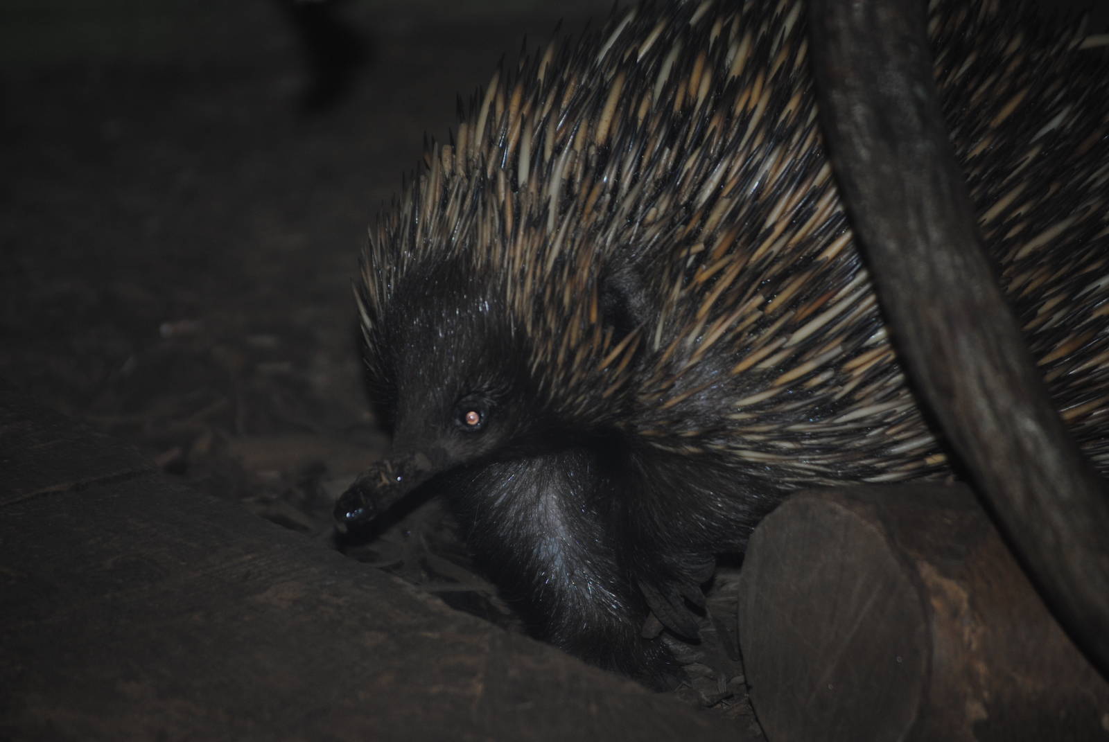 Short-Beaked Echidna