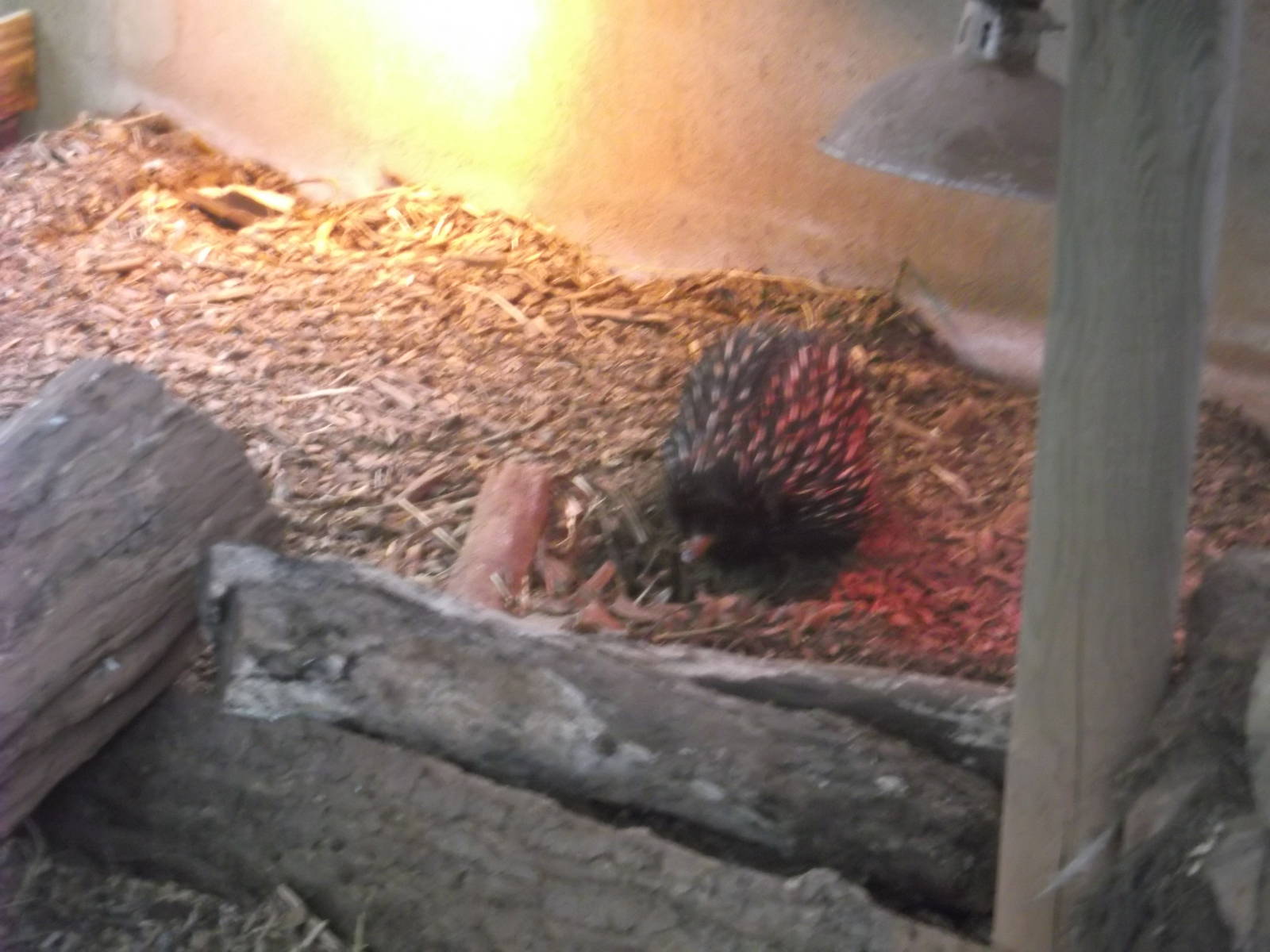 Short-beaked Echidna