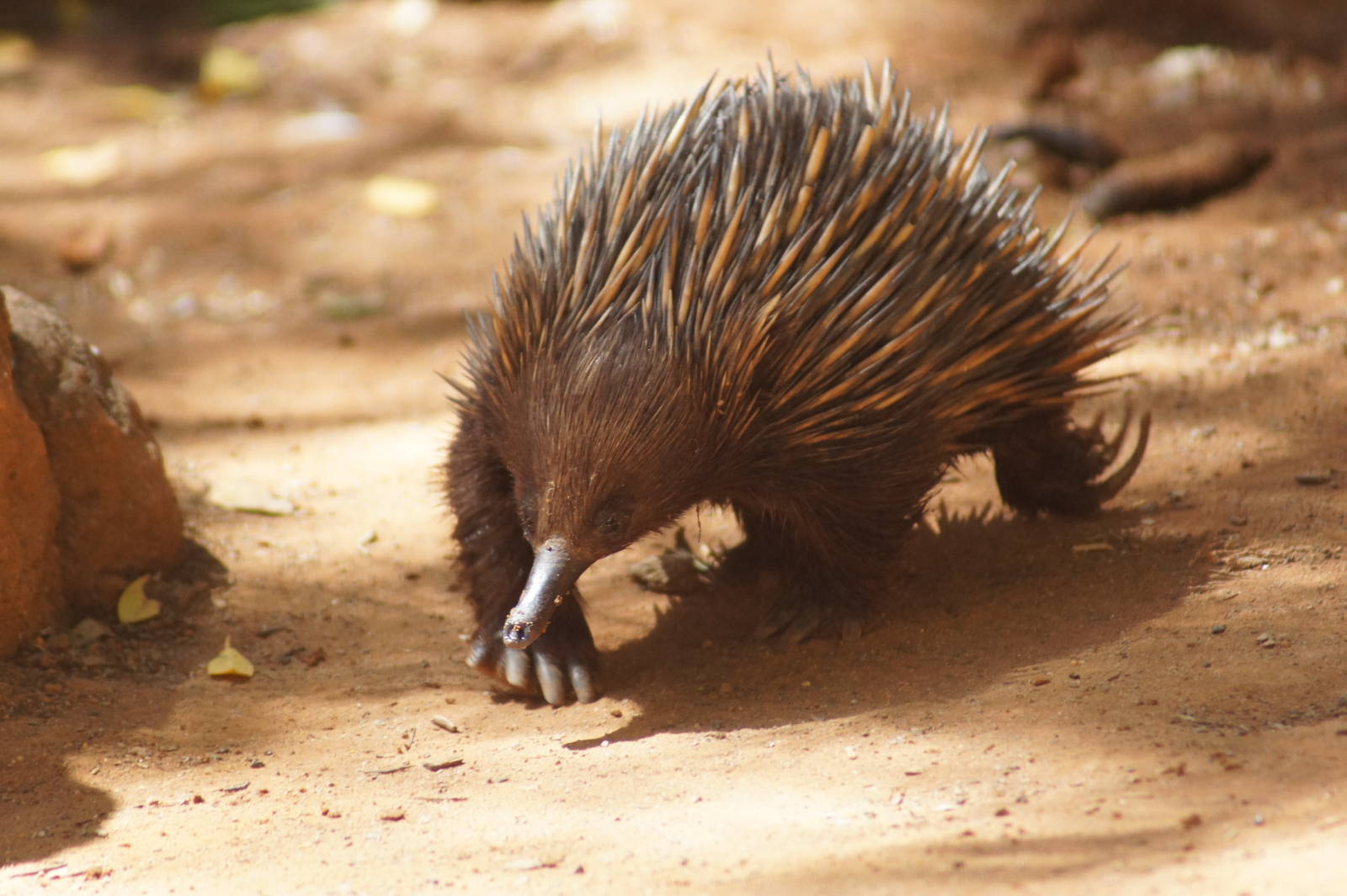 Short beaked echidna