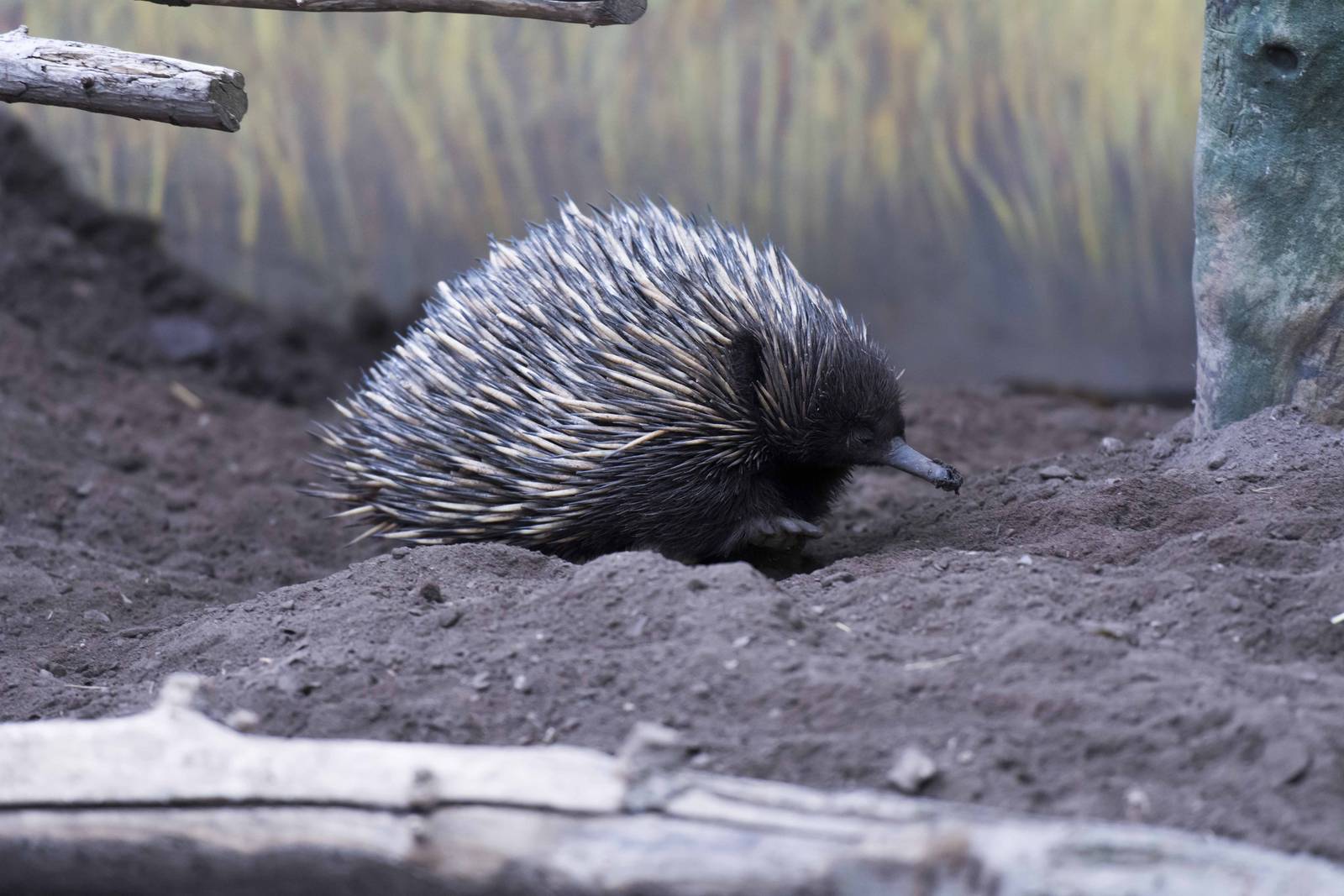 Short-Beaked Echidna