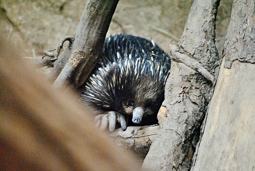 Short-beaked echidna