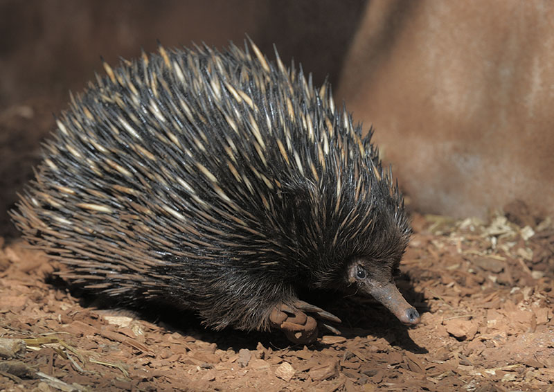 Short-beaked echidna