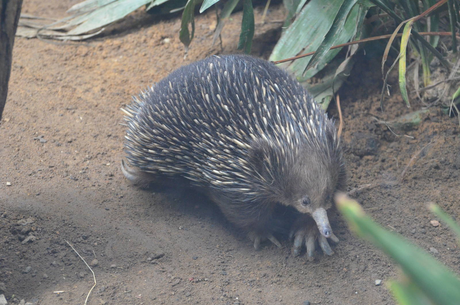 Short-beaked Echidna