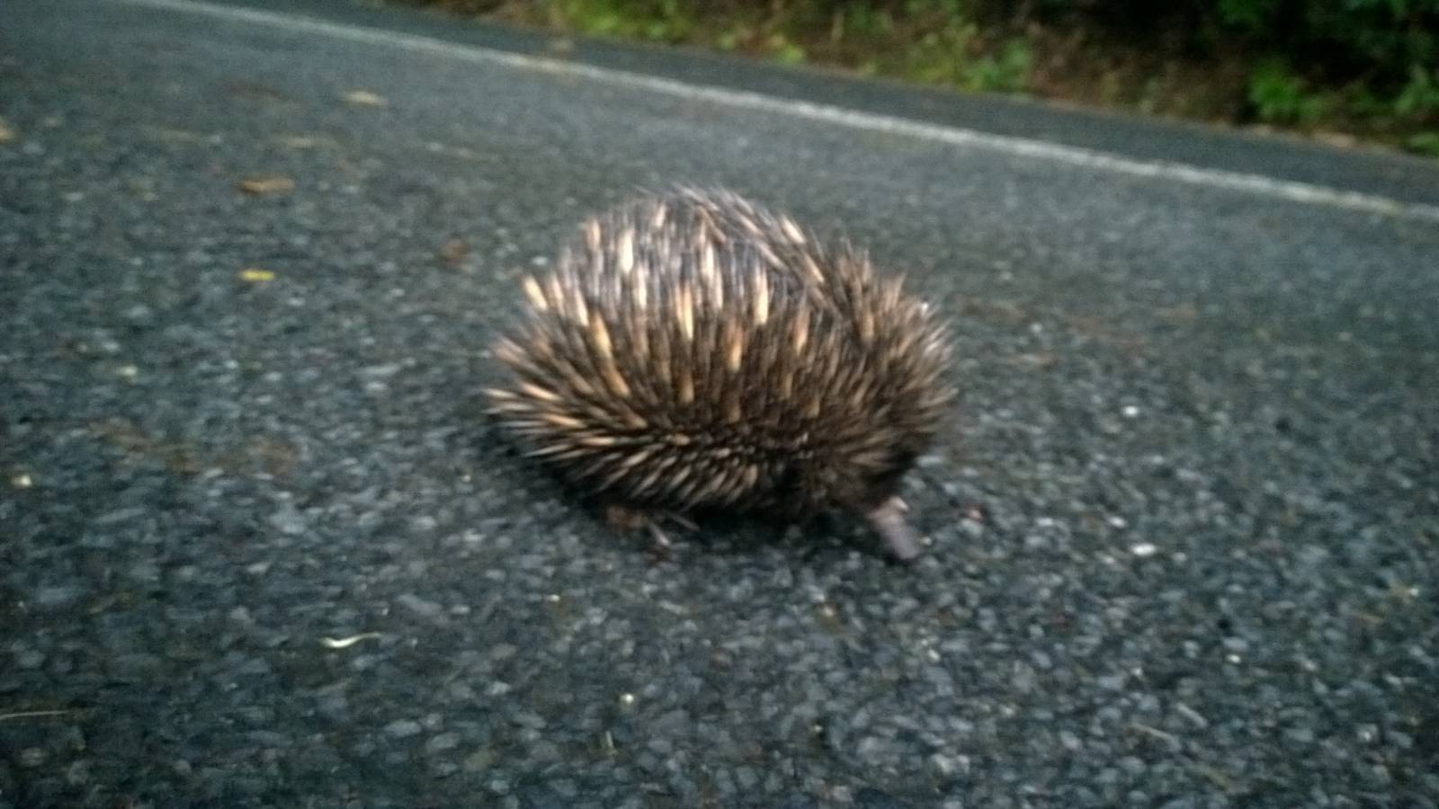Short-beaked echidna